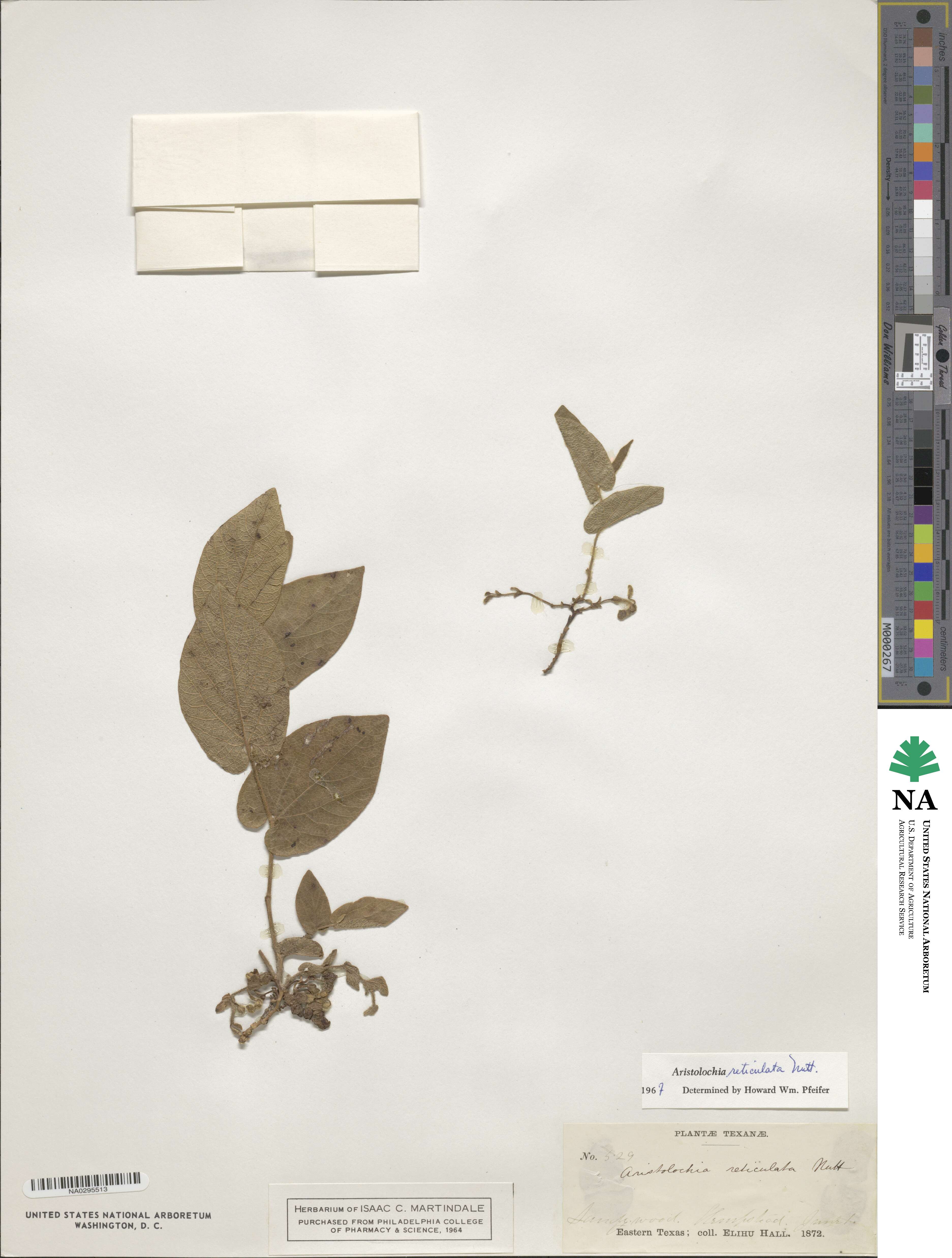 Aristolochia reticulata image