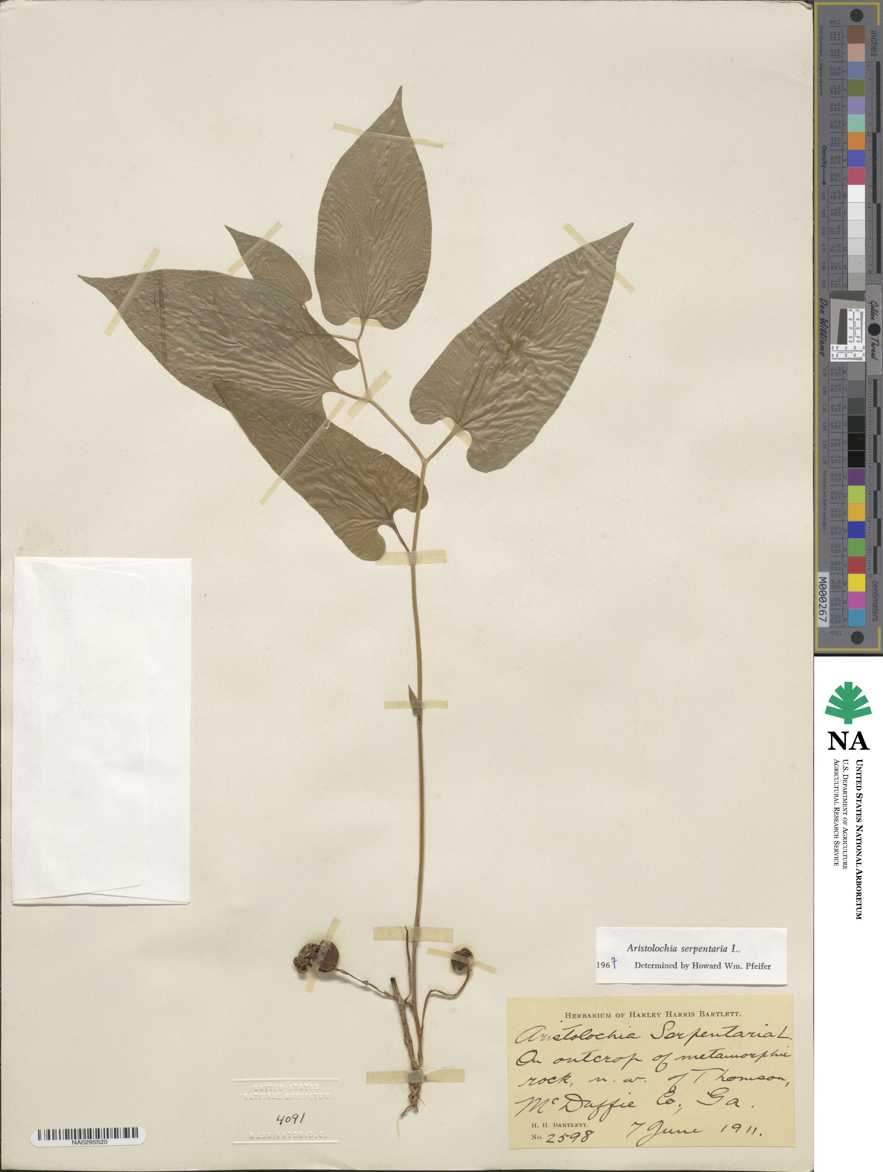 Endodeca serpentaria image