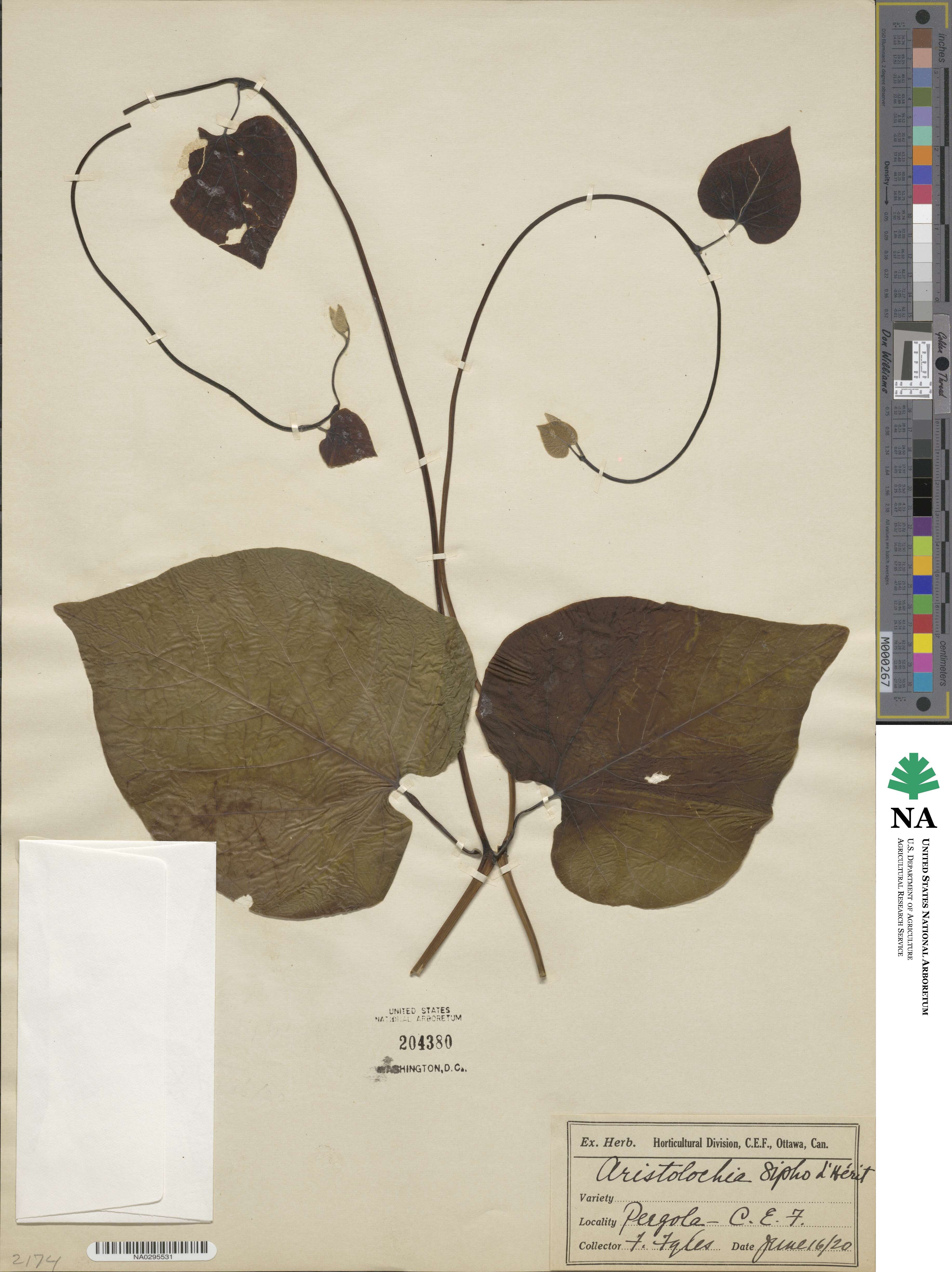 Isotrema macrophyllum image