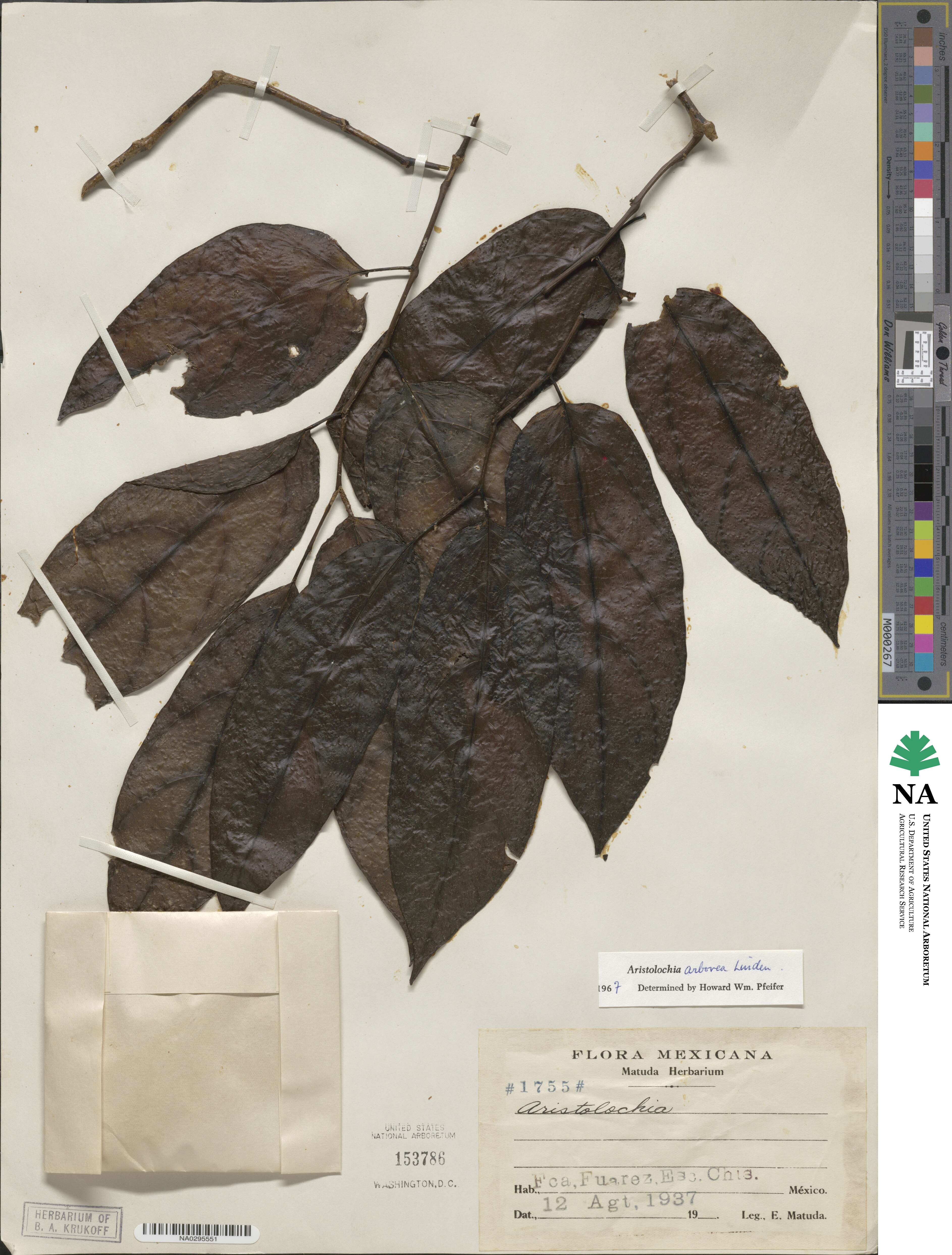 Isotrema arborea image