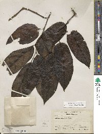 Isotrema arborea image