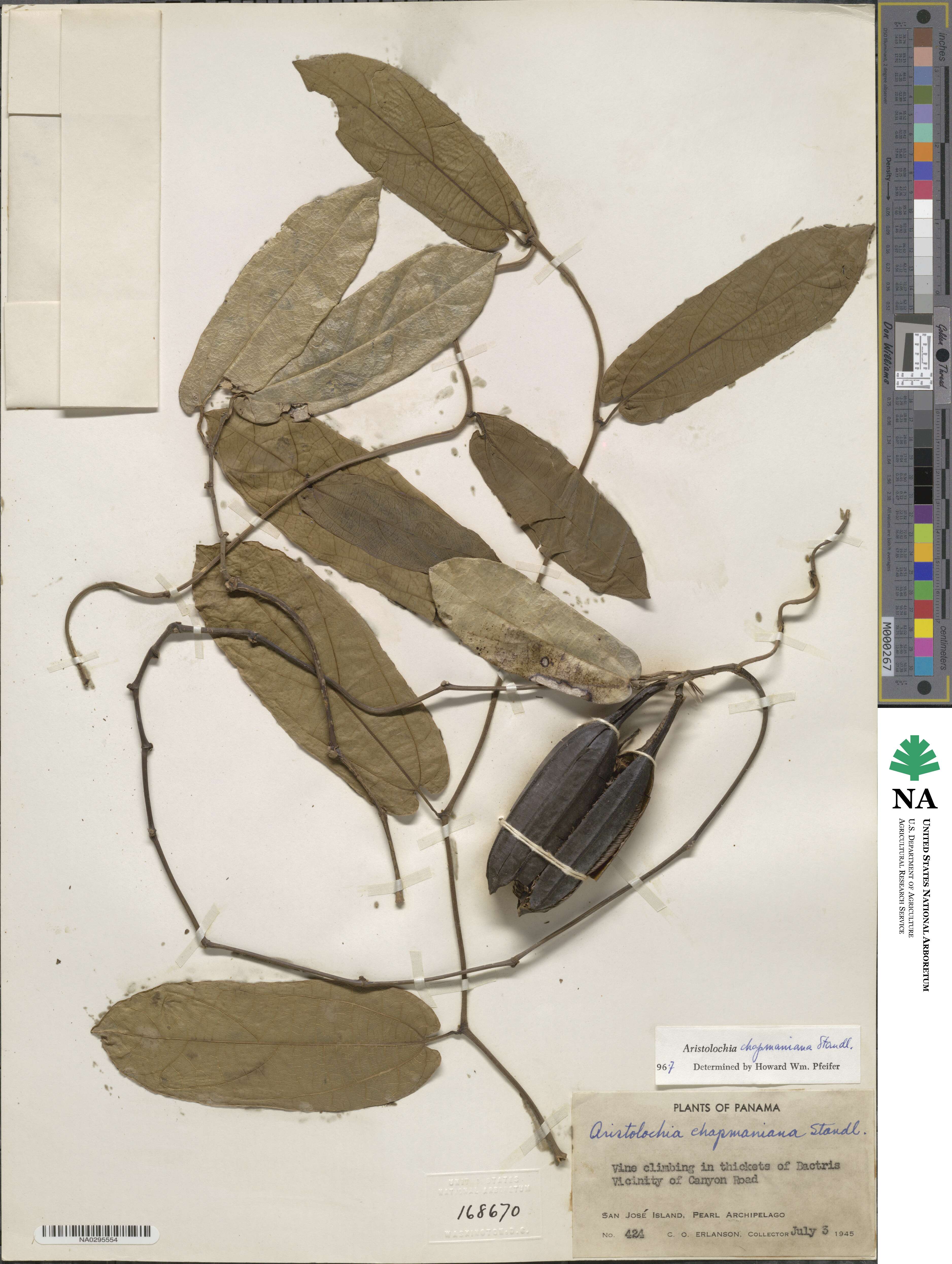Aristolochia tonduzii image