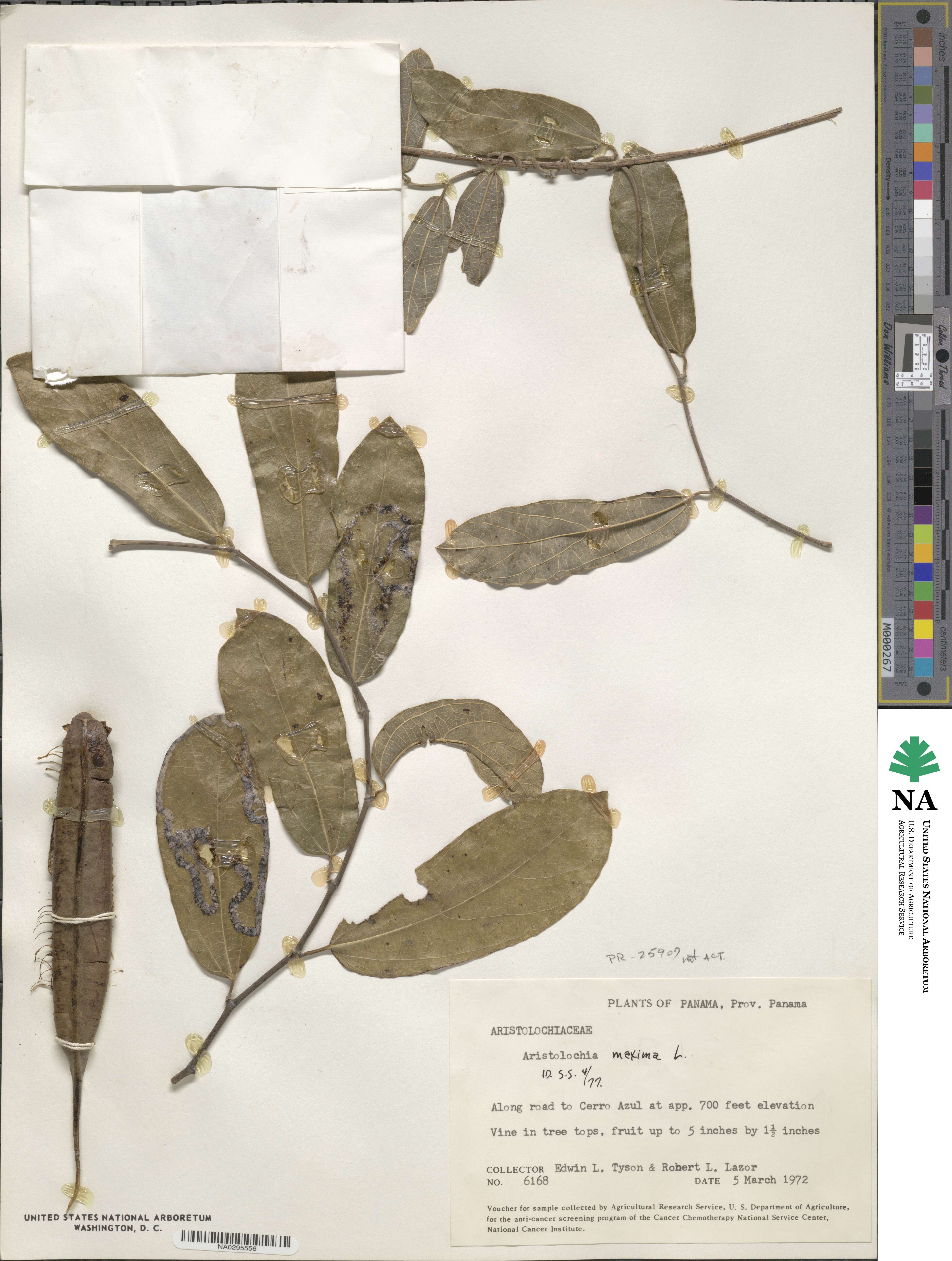 Aristolochia maxima image