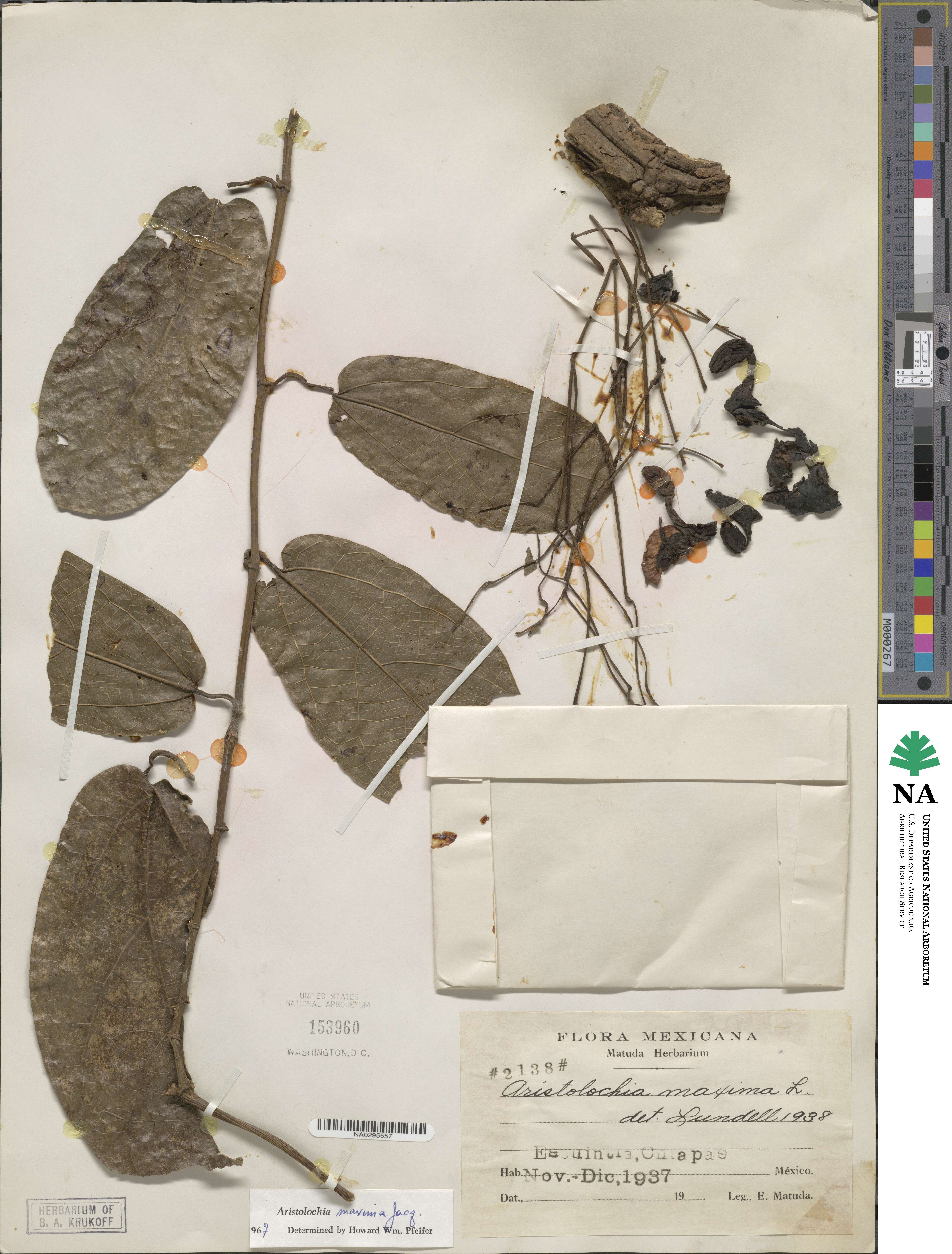 Aristolochia maxima image
