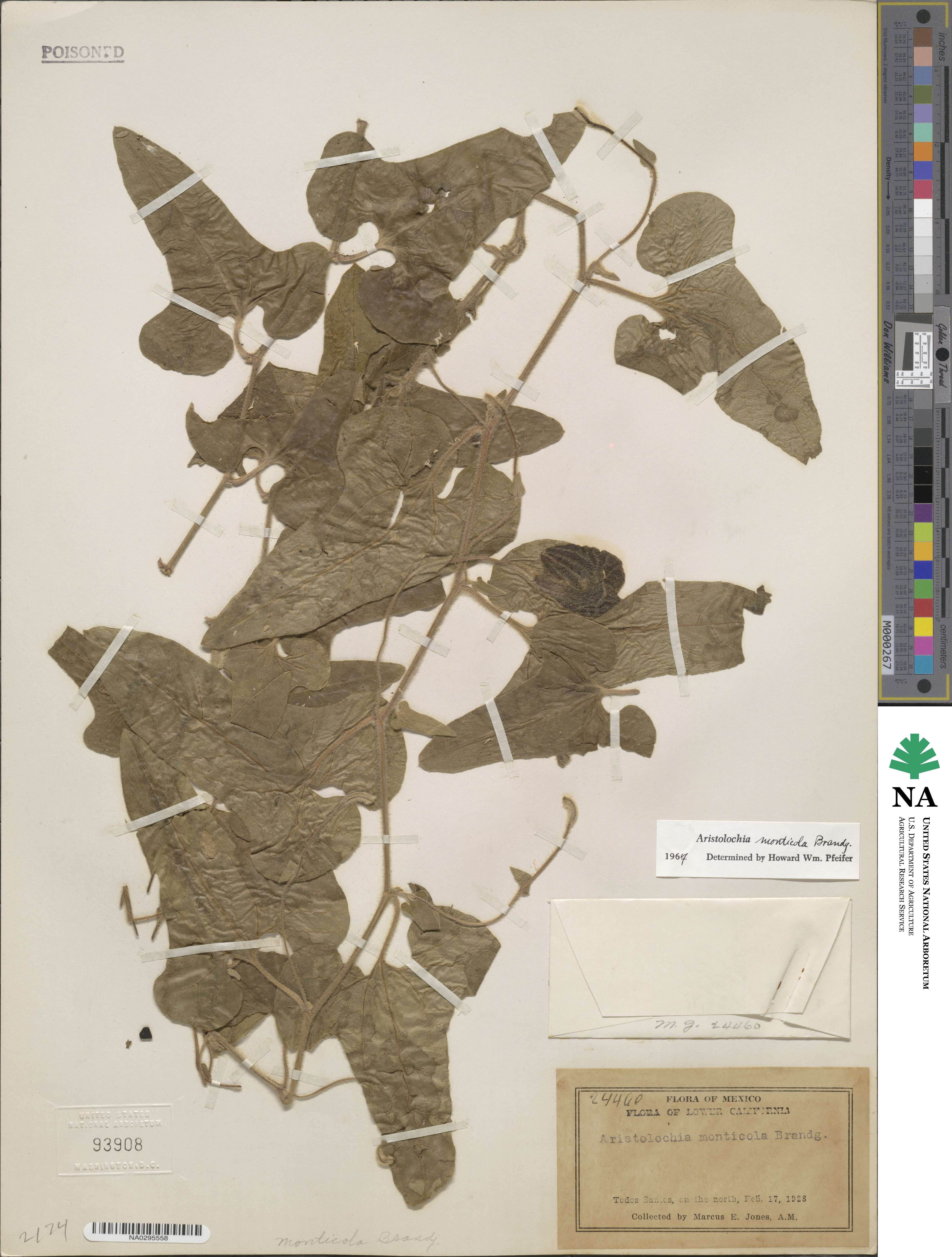 Aristolochia monticola image