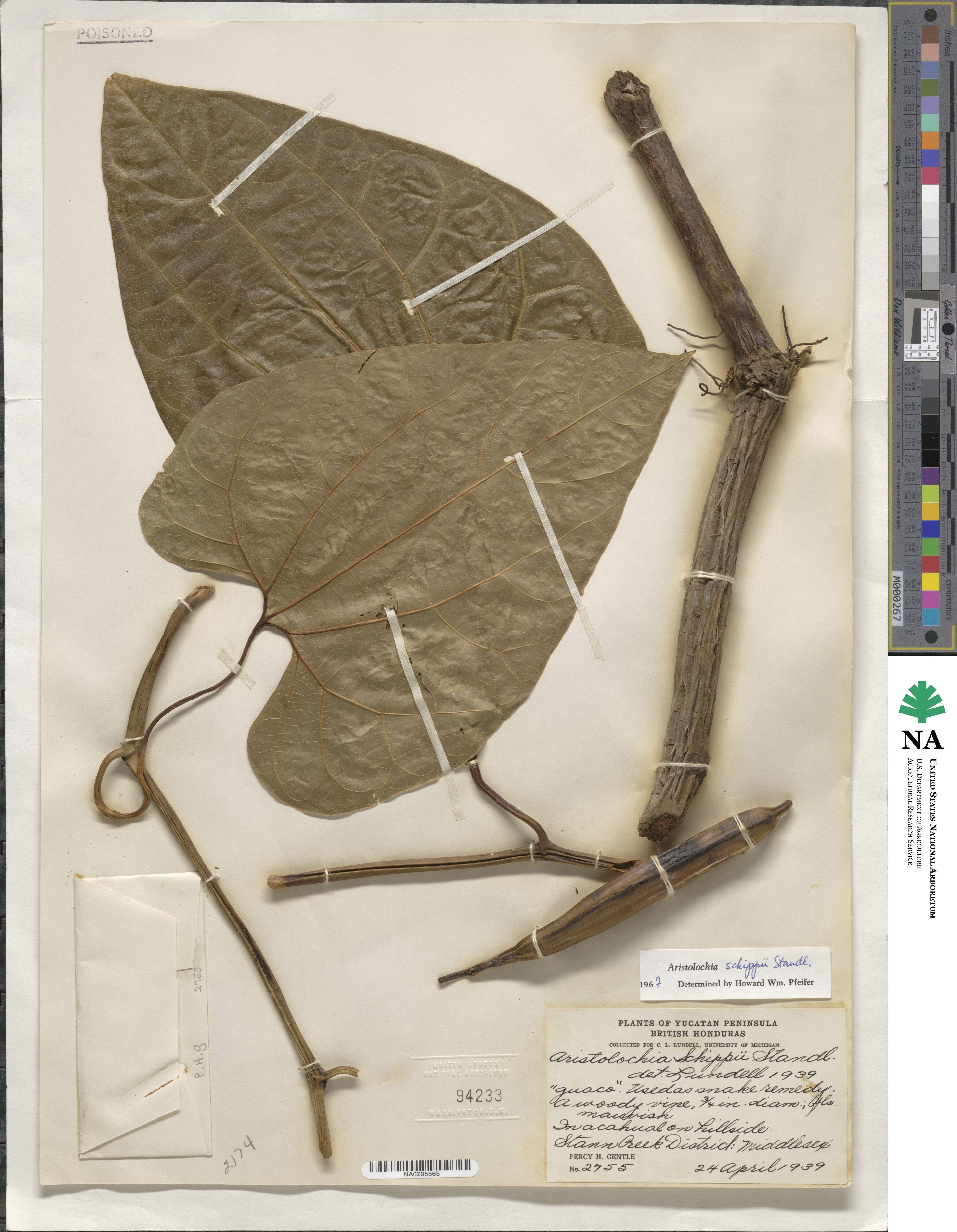 Aristolochia quercetorum image