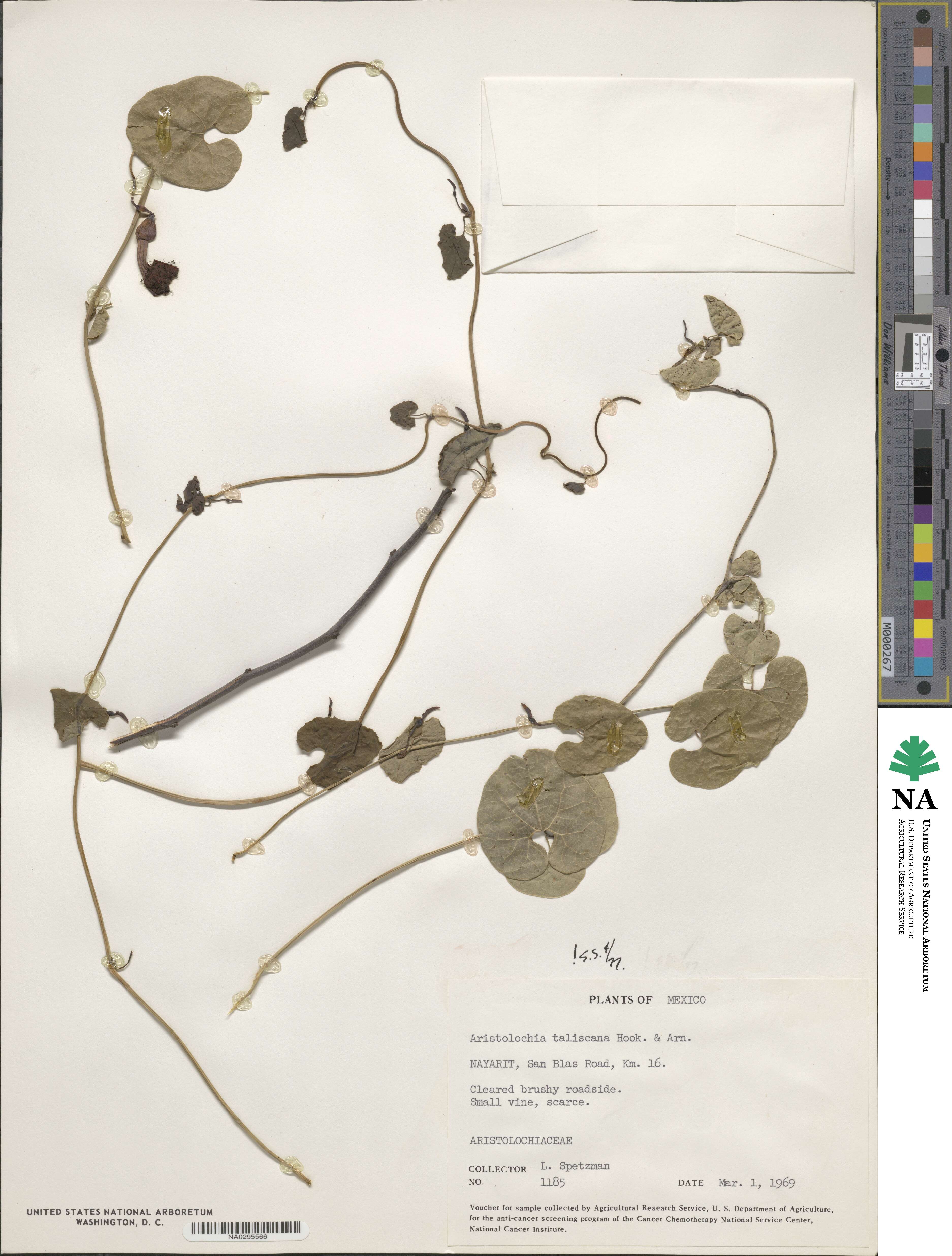 Aristolochia taliscana image