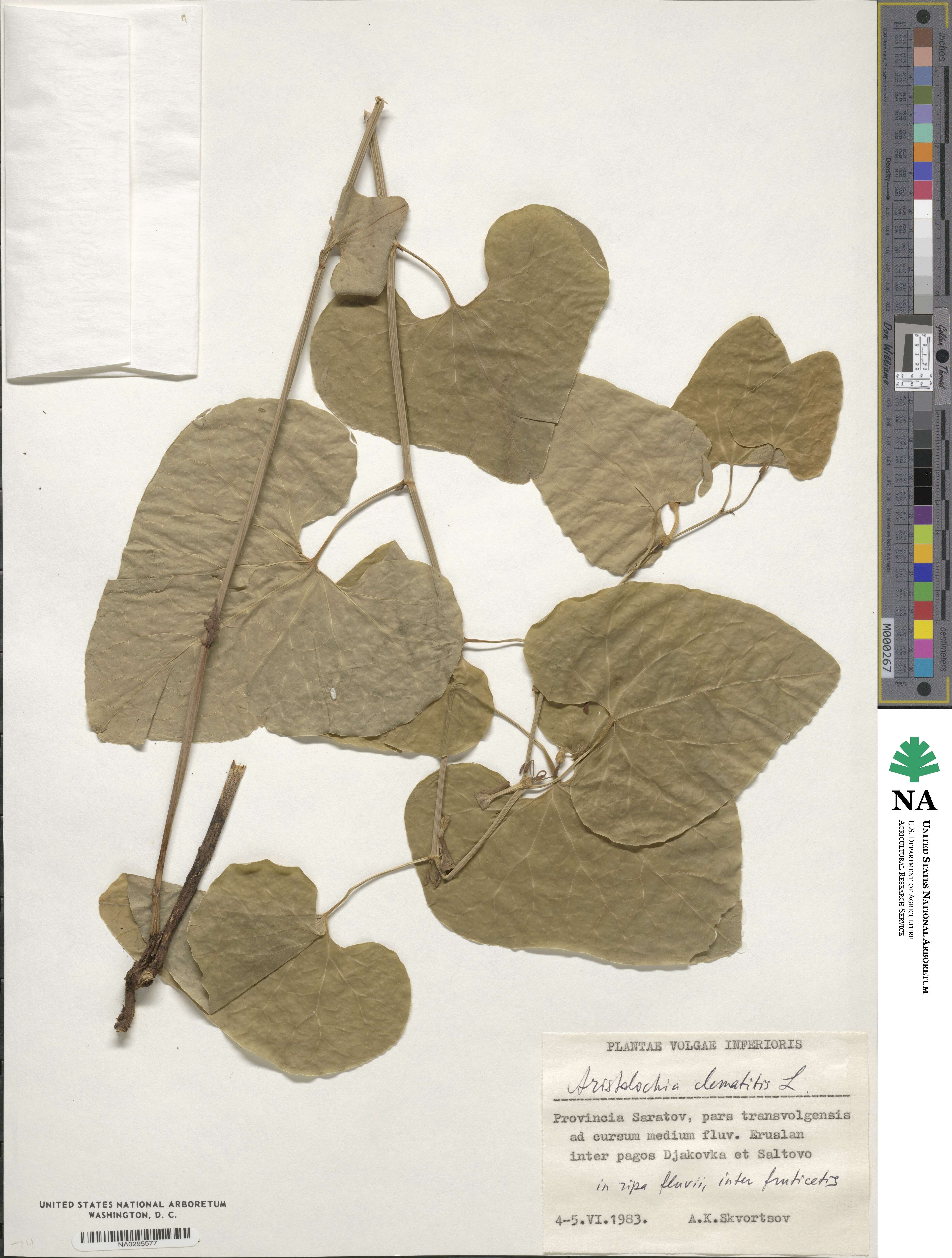 Aristolochia clematitis image