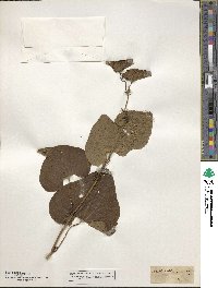 Aristolochia clematitis image
