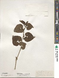 Aristolochia clematitis image