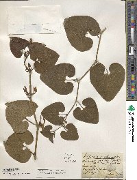 Aristolochia clematitis image