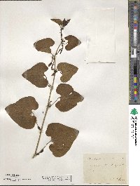 Aristolochia clematitis image