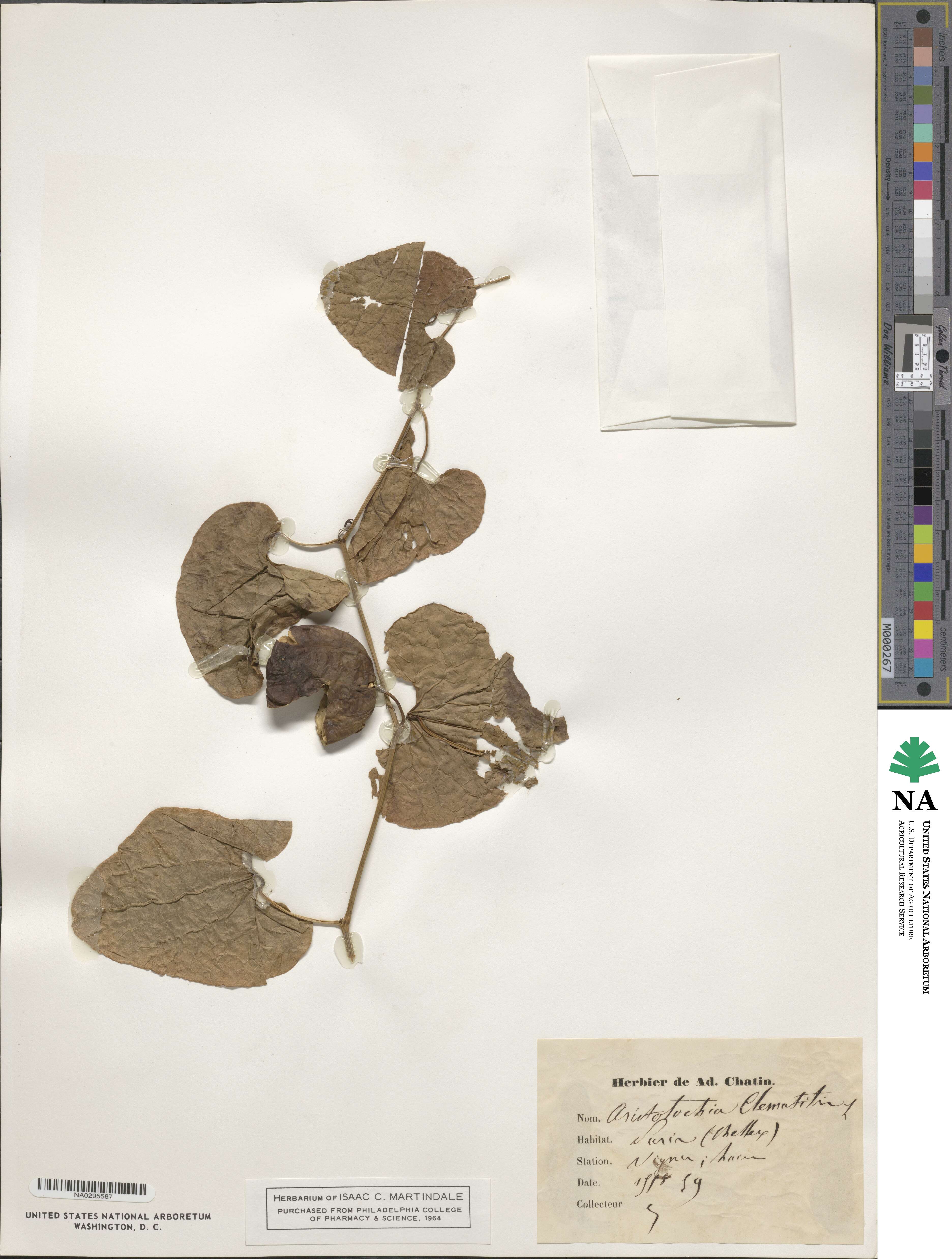 Aristolochia clematitis image