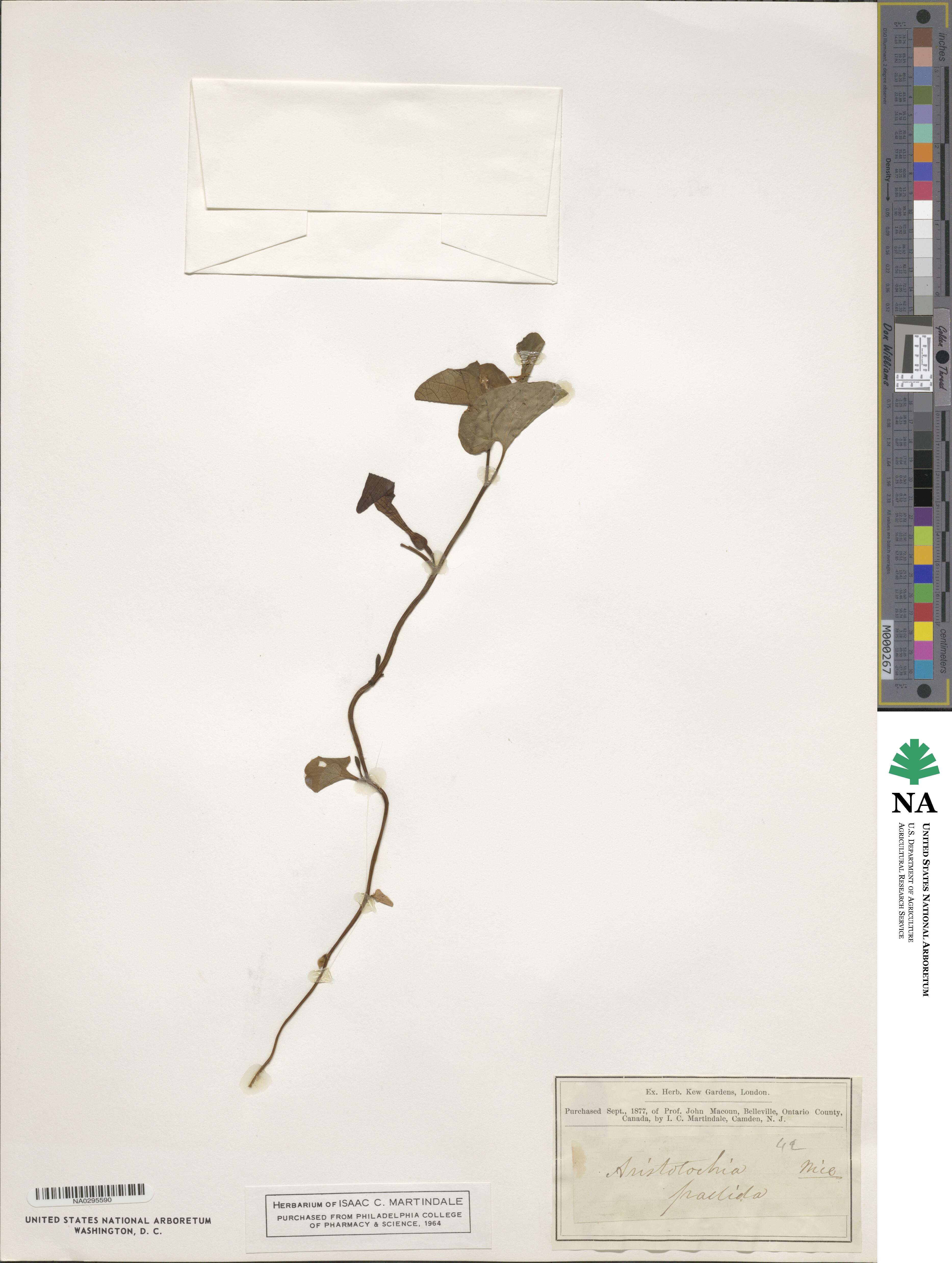 Aristolochia pallida image
