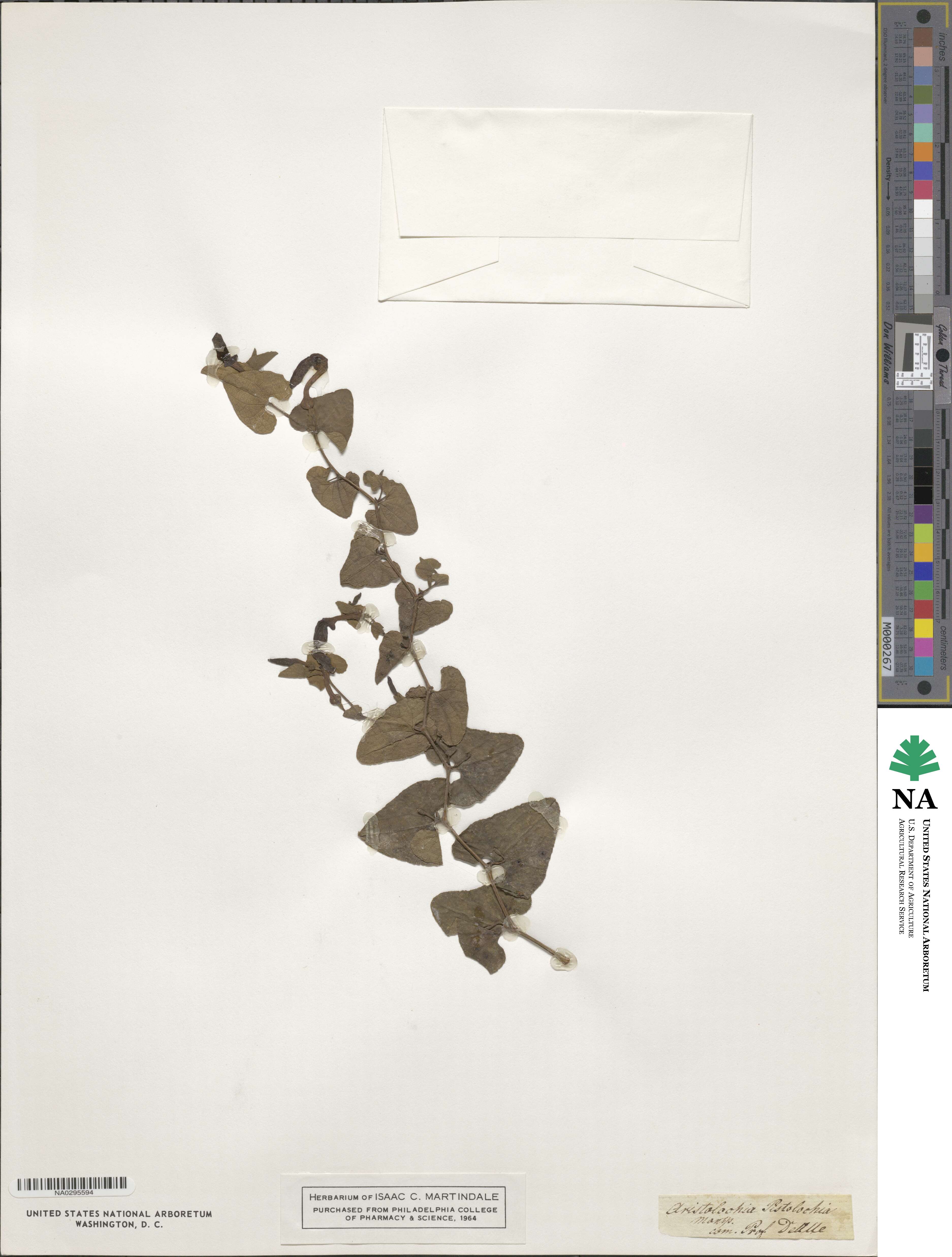 Aristolochia pistolochia image