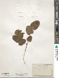 Aristolochia rotunda image