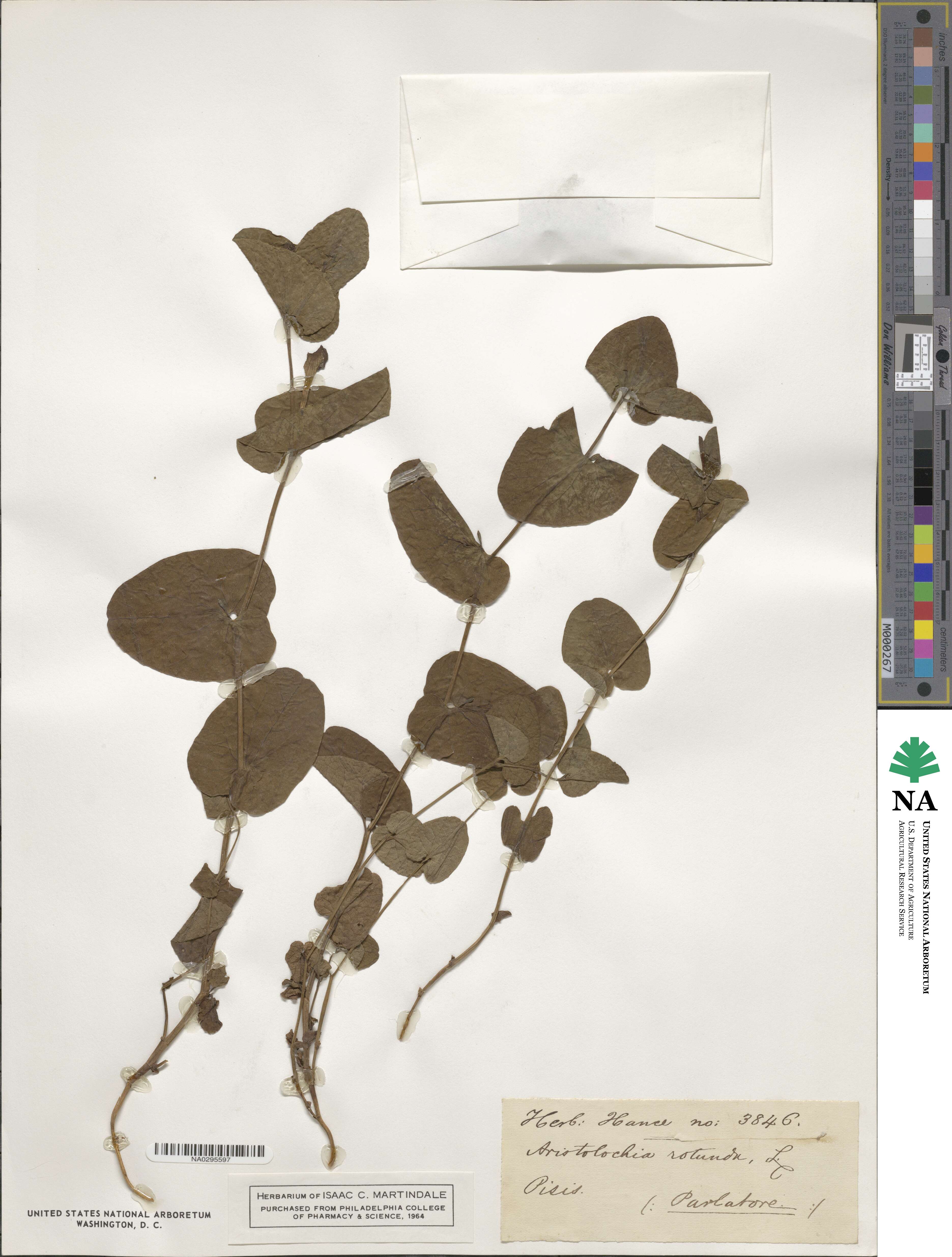 Aristolochia rotunda image