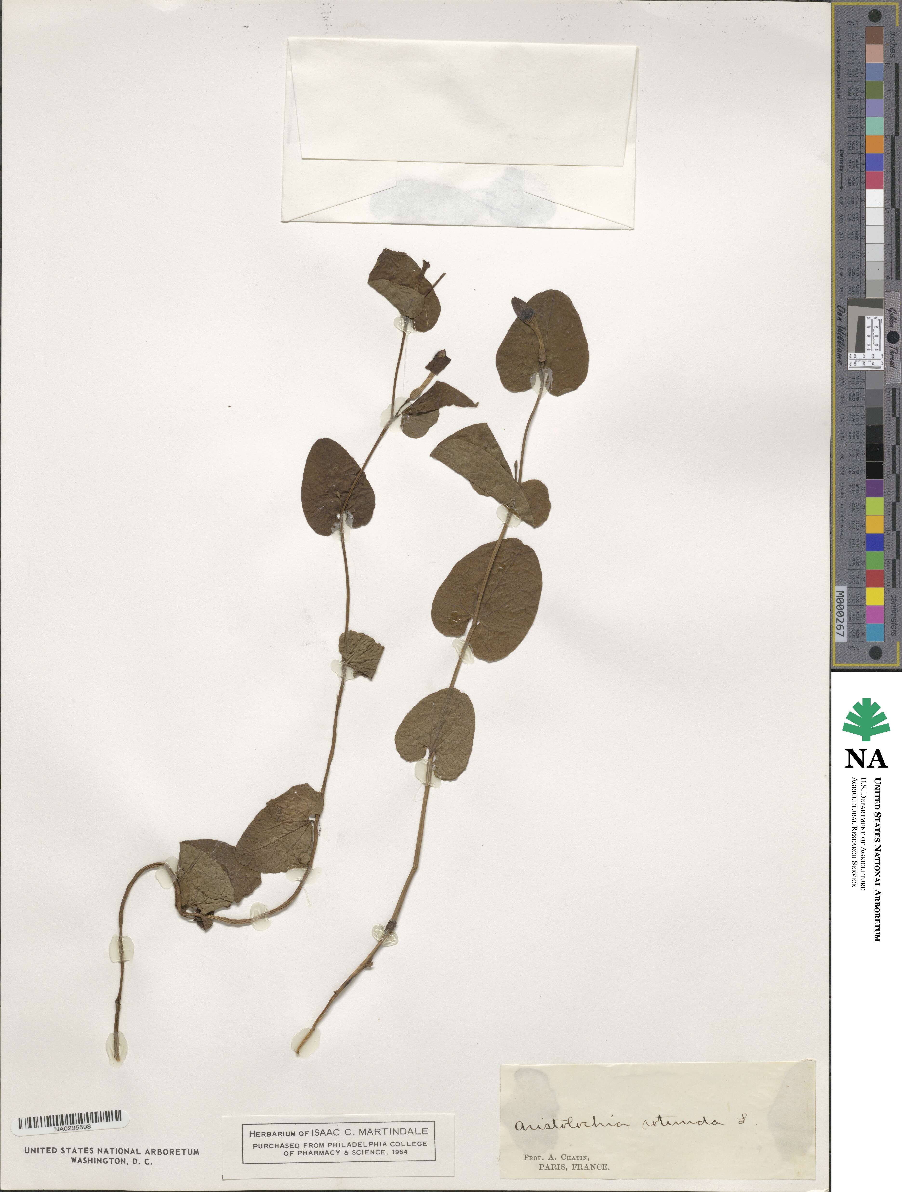 Aristolochia rotunda image
