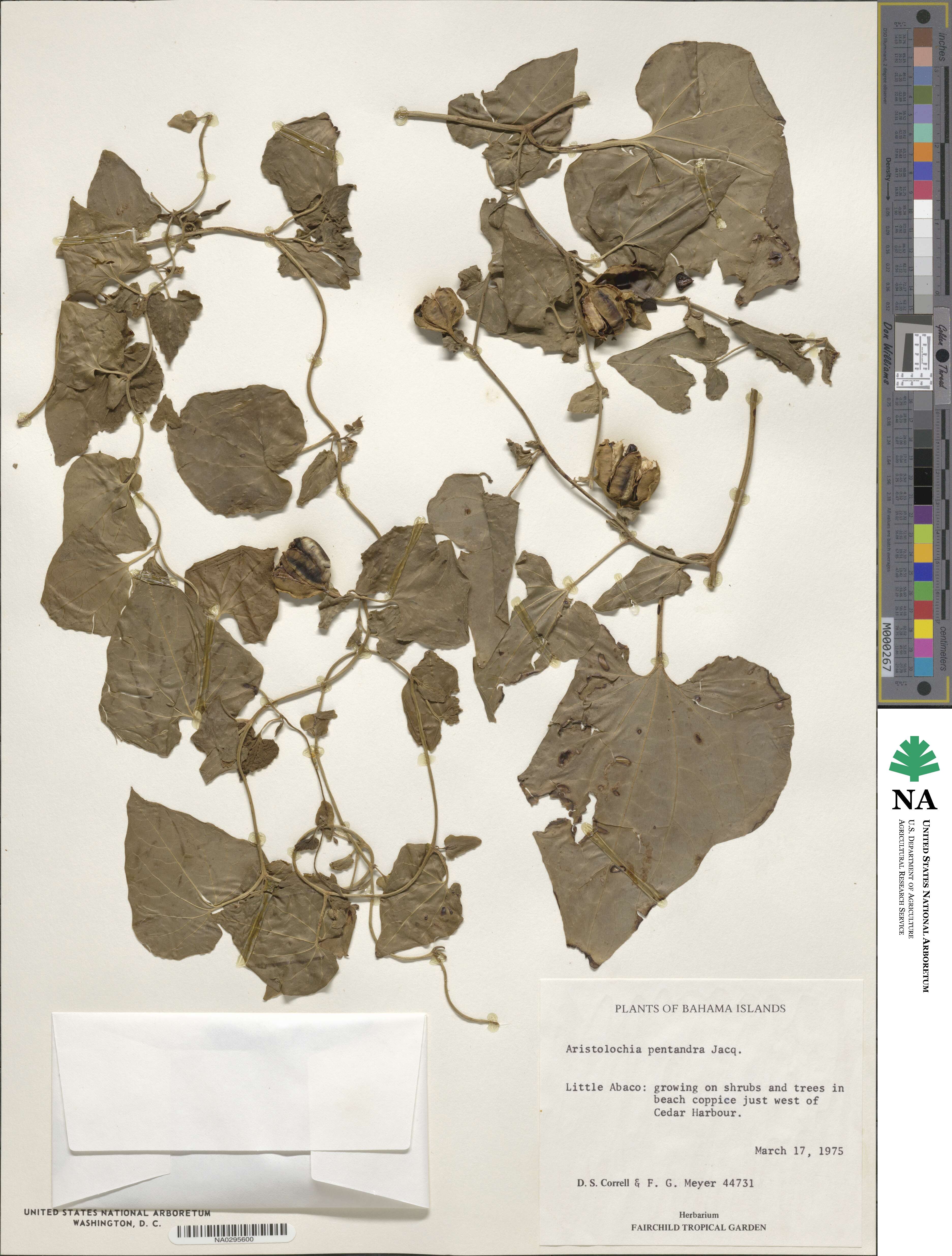 Aristolochia pentandra image