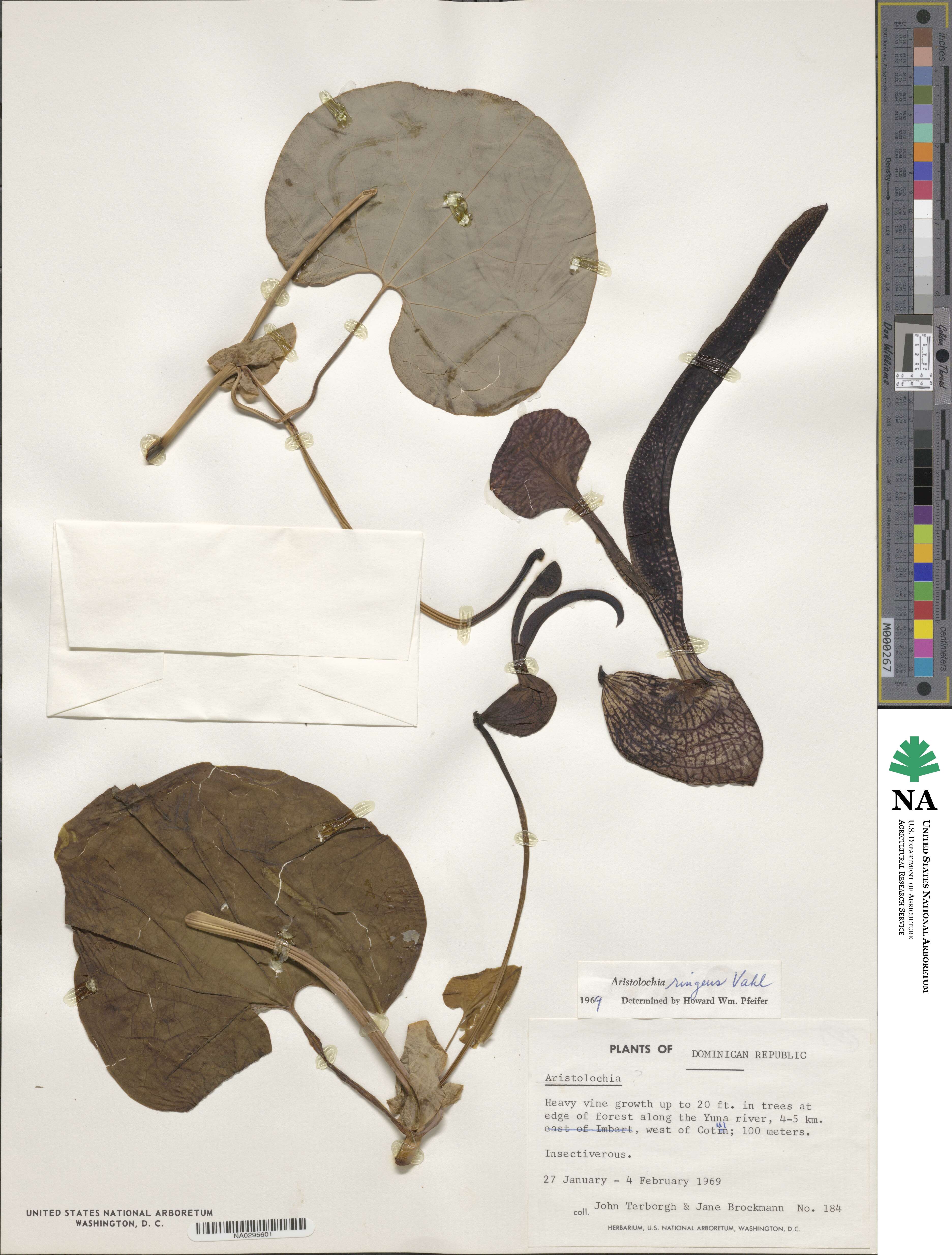 Aristolochia ringens image