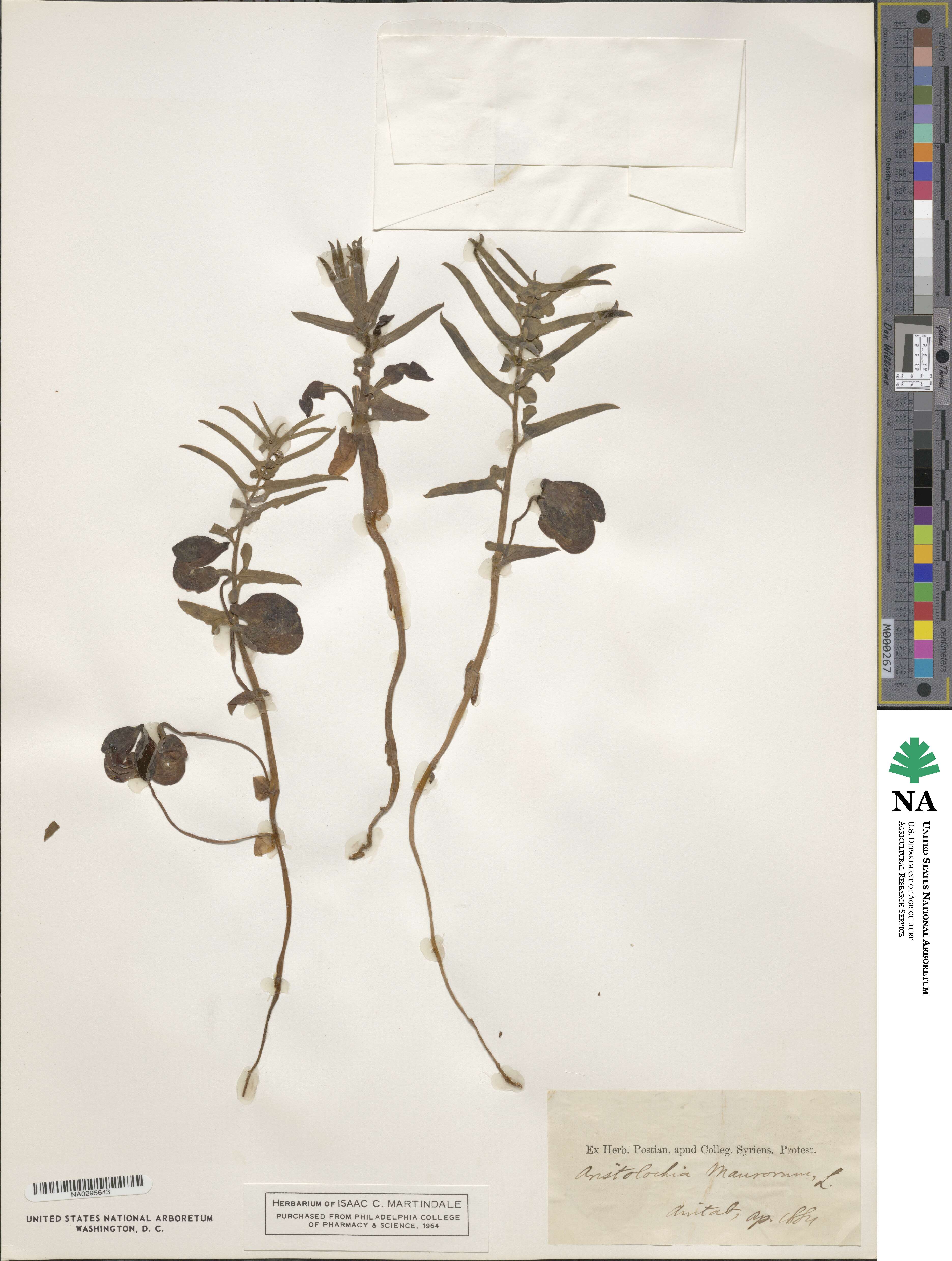 Aristolochia maurorum image