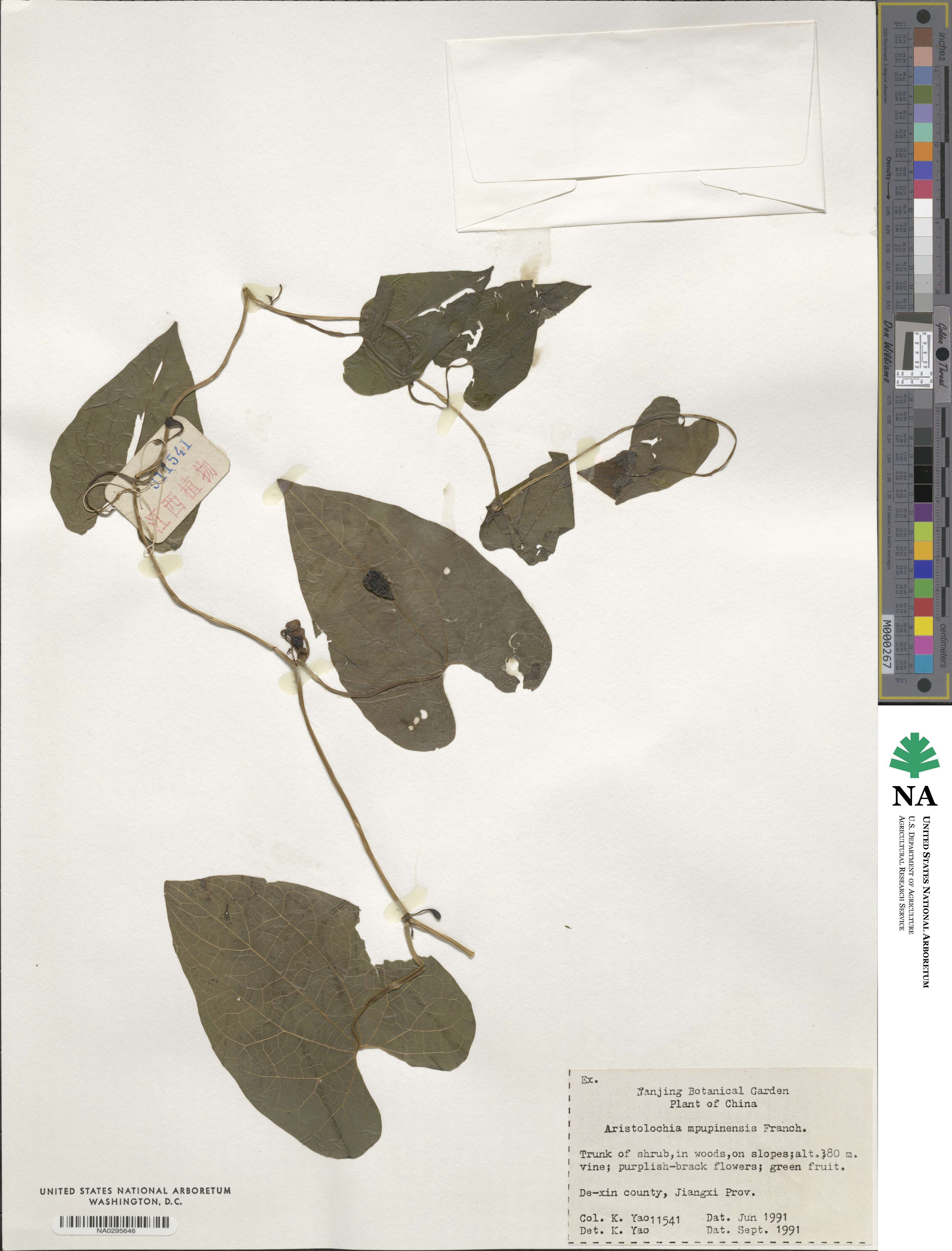 Isotrema moupinense image