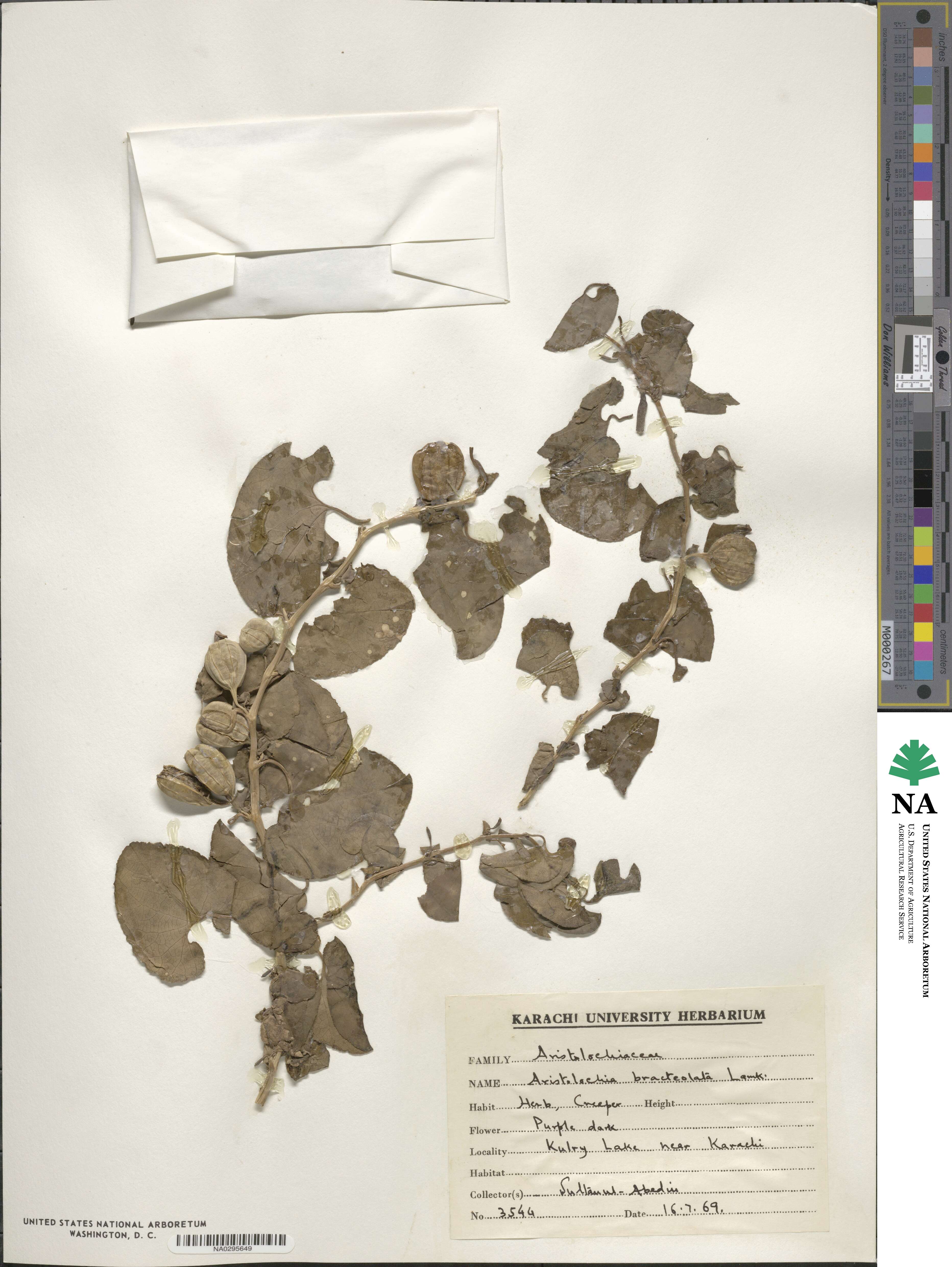 Aristolochia bracteolata image
