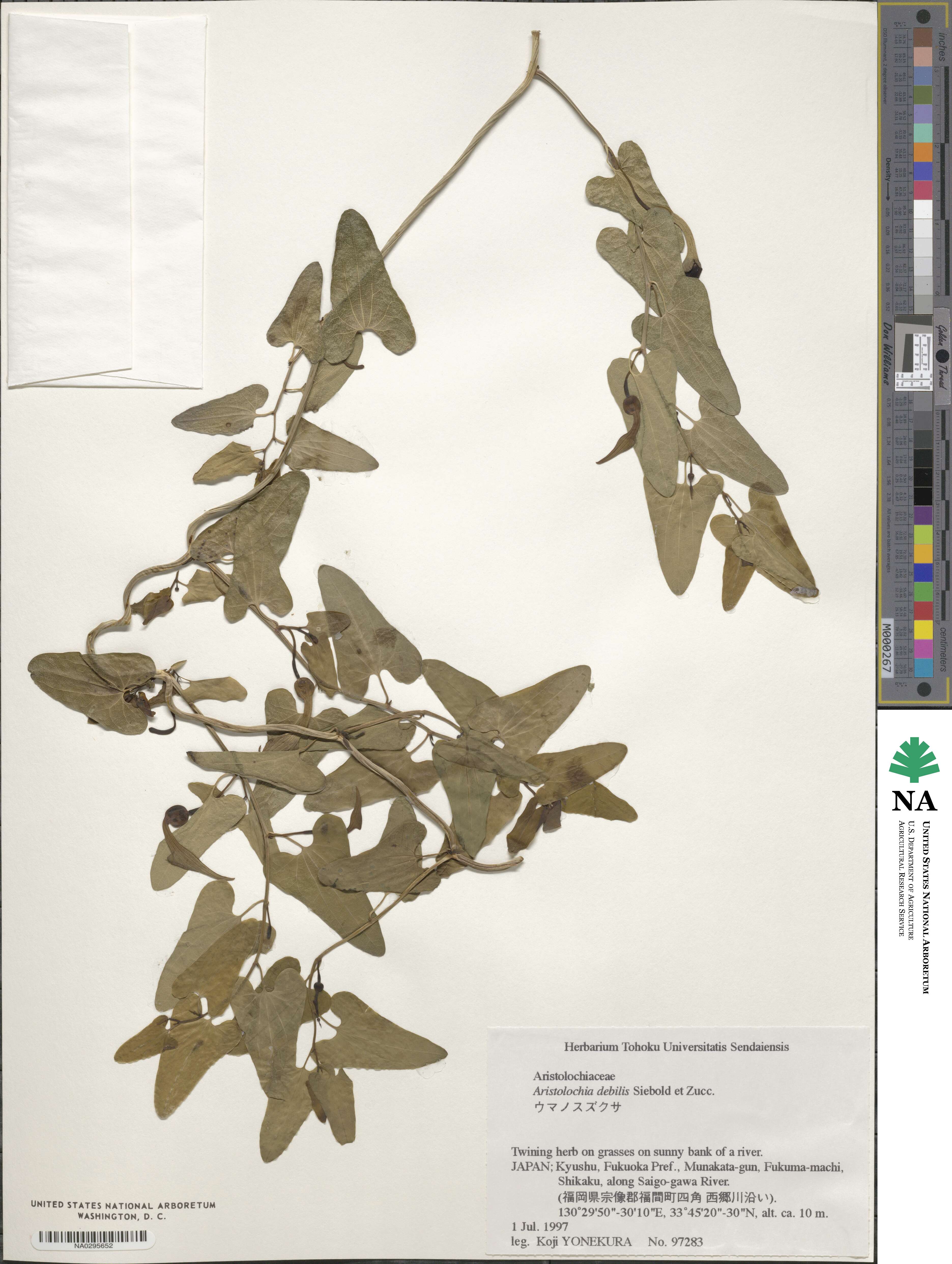 Aristolochia debilis image