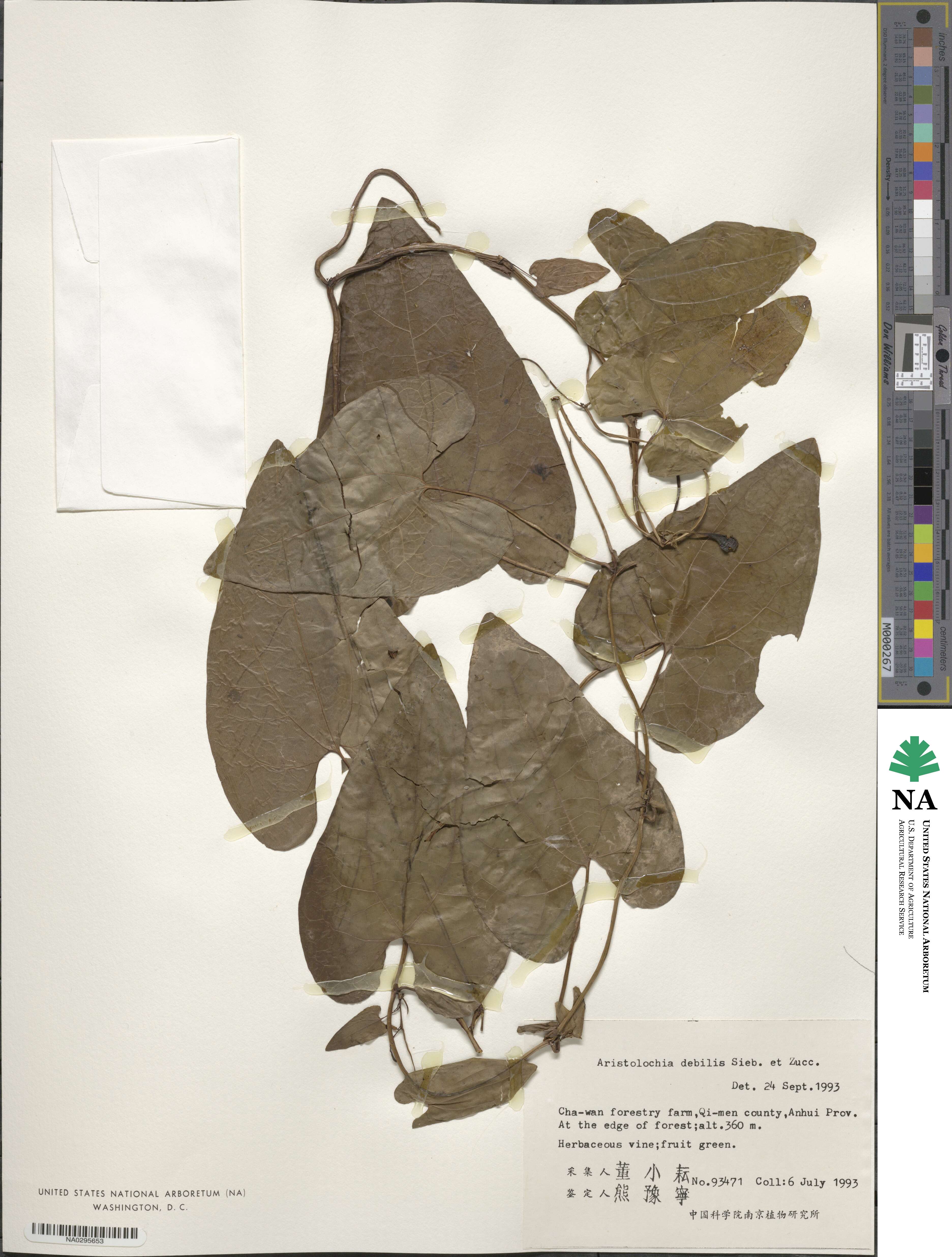 Aristolochia debilis image