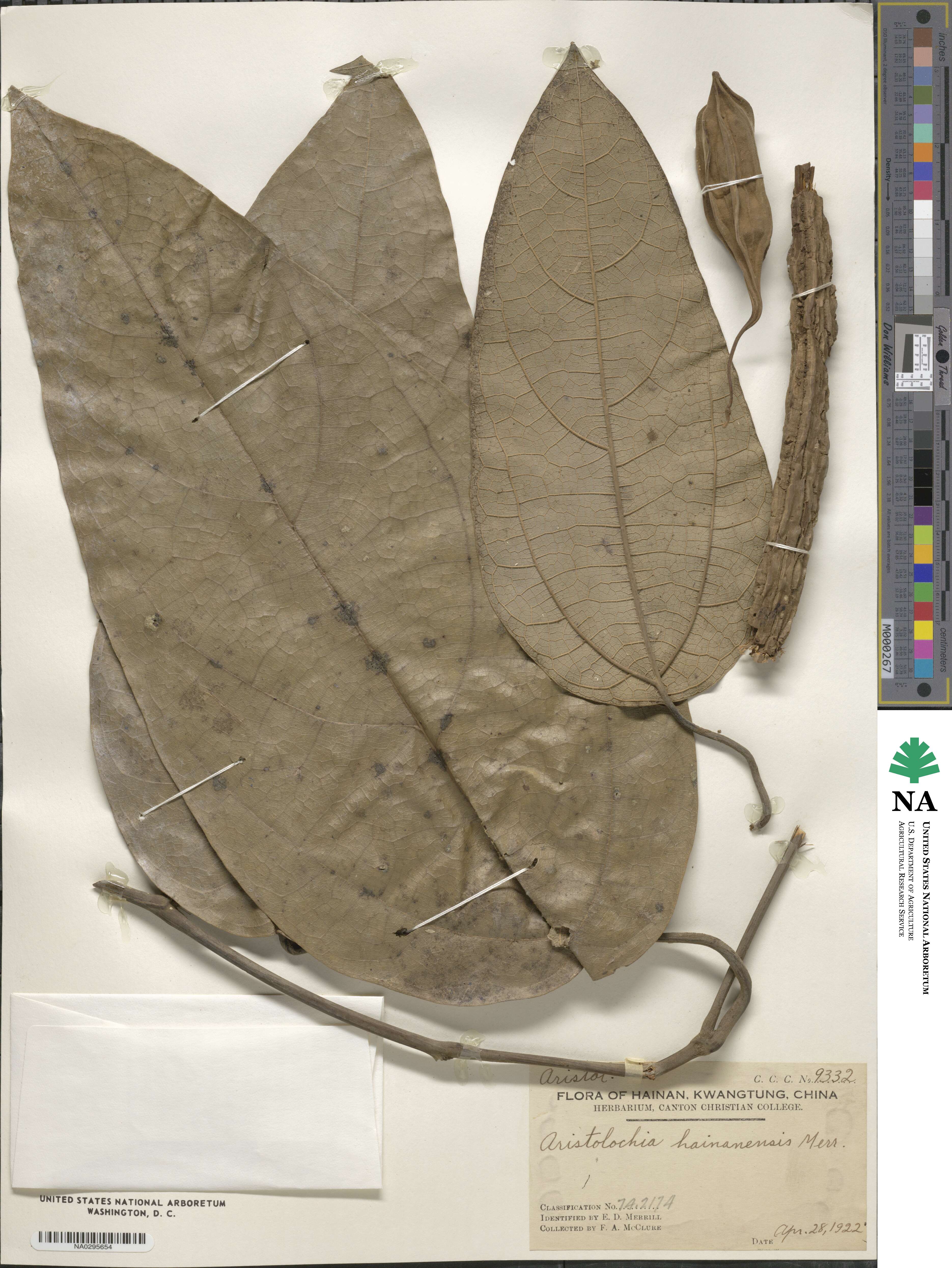 Isotrema hainanense image