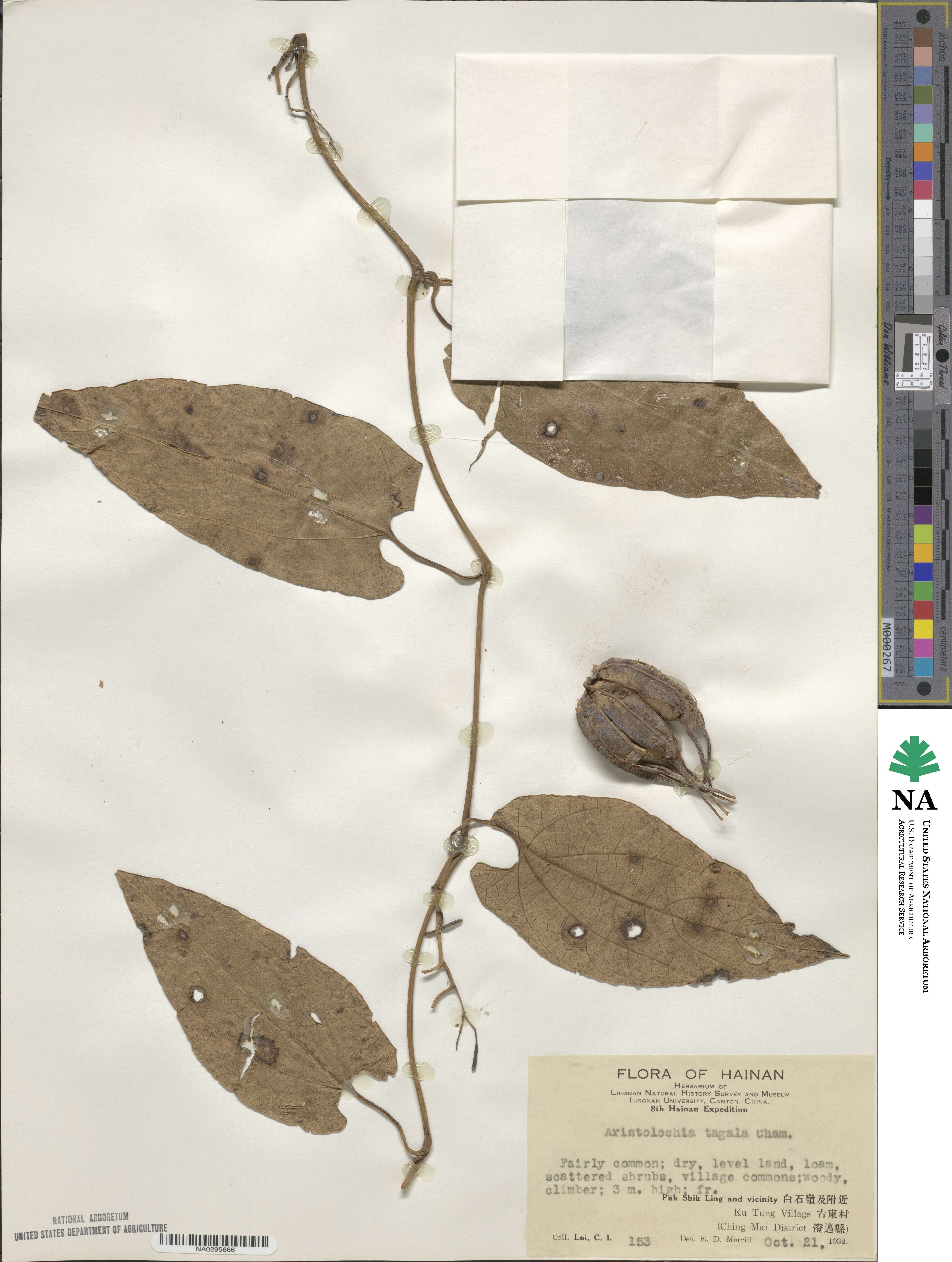 Aristolochia acuminata image