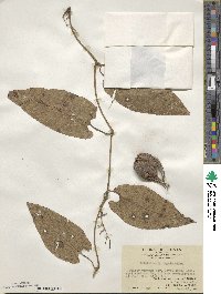 Aristolochia acuminata image