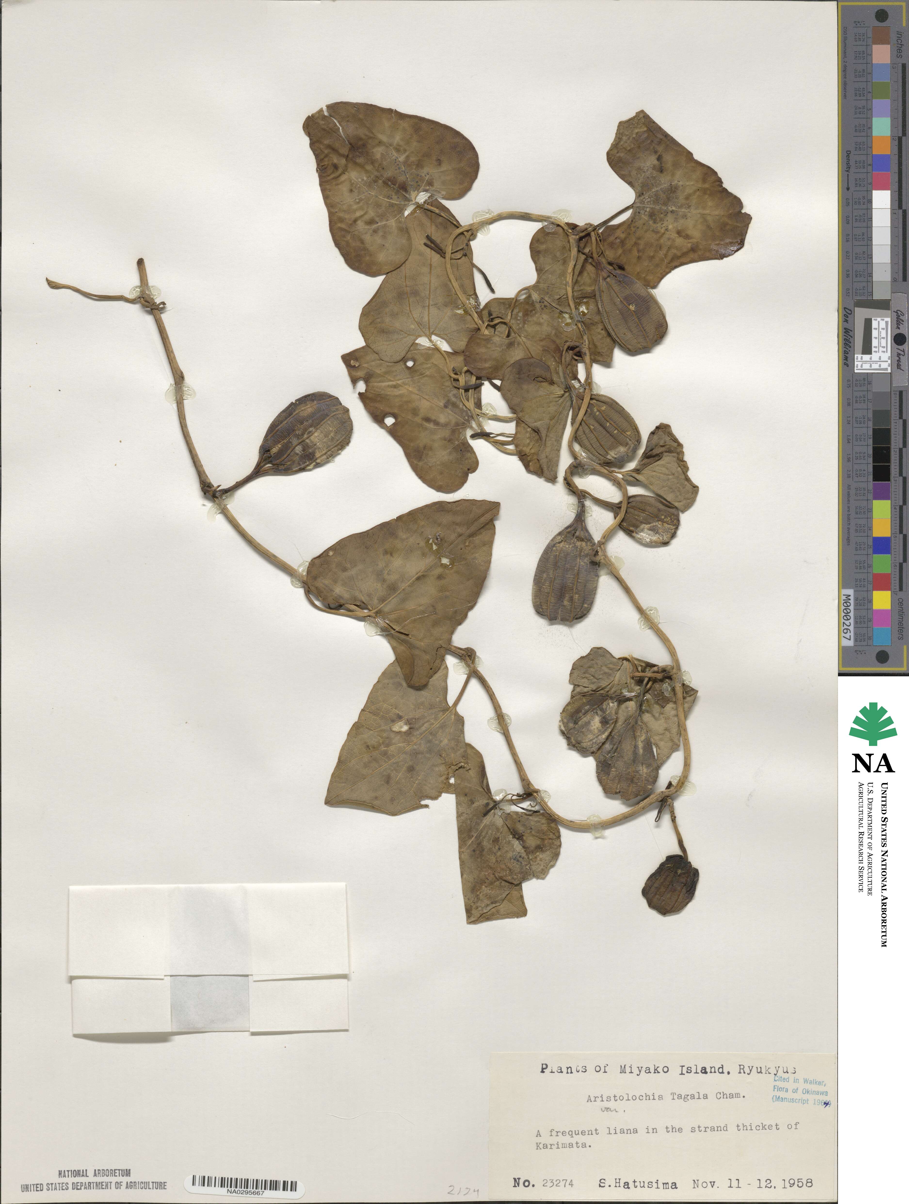 Aristolochia acuminata image