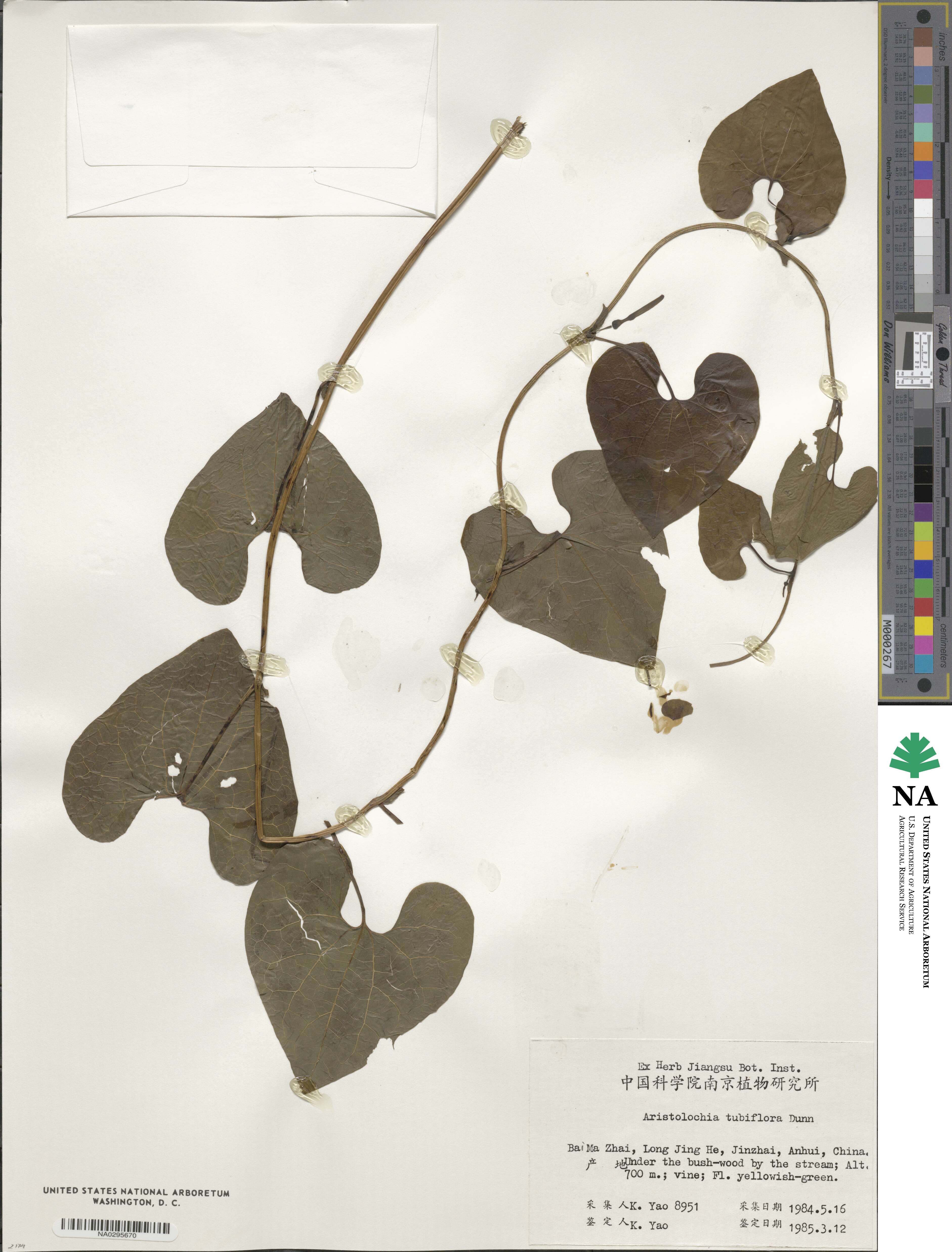 Aristolochia tubiflora image