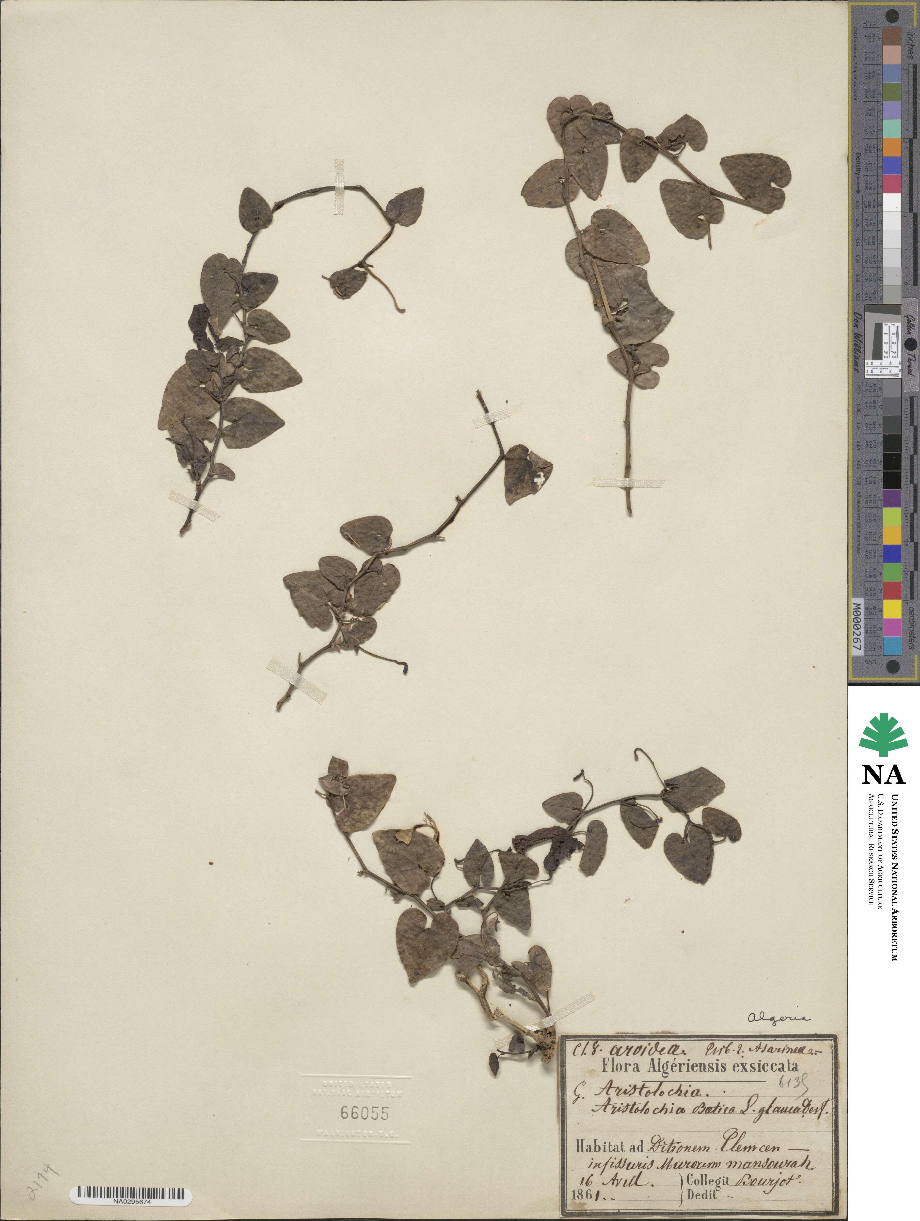 Aristolochia baetica image