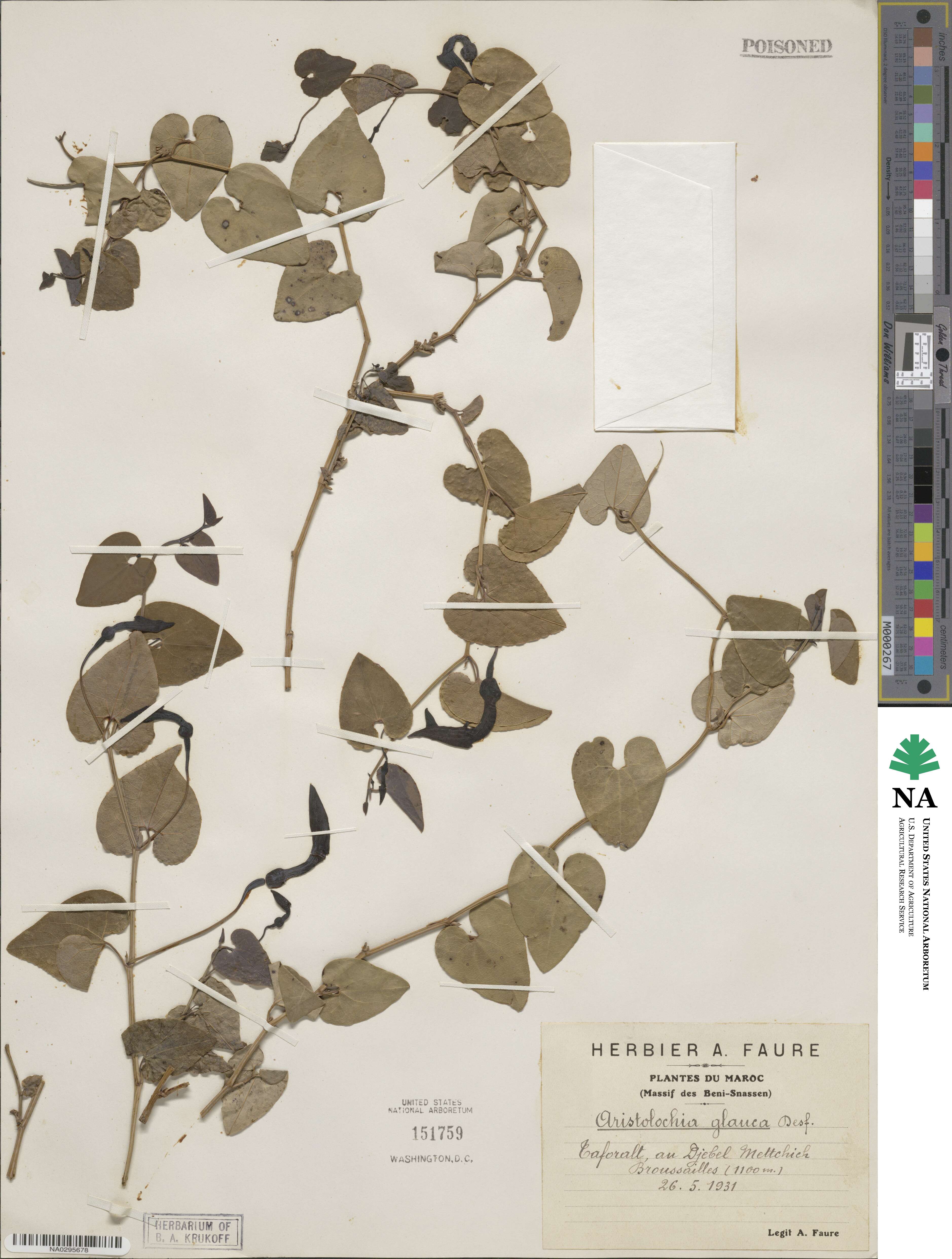 Aristolochia baetica image