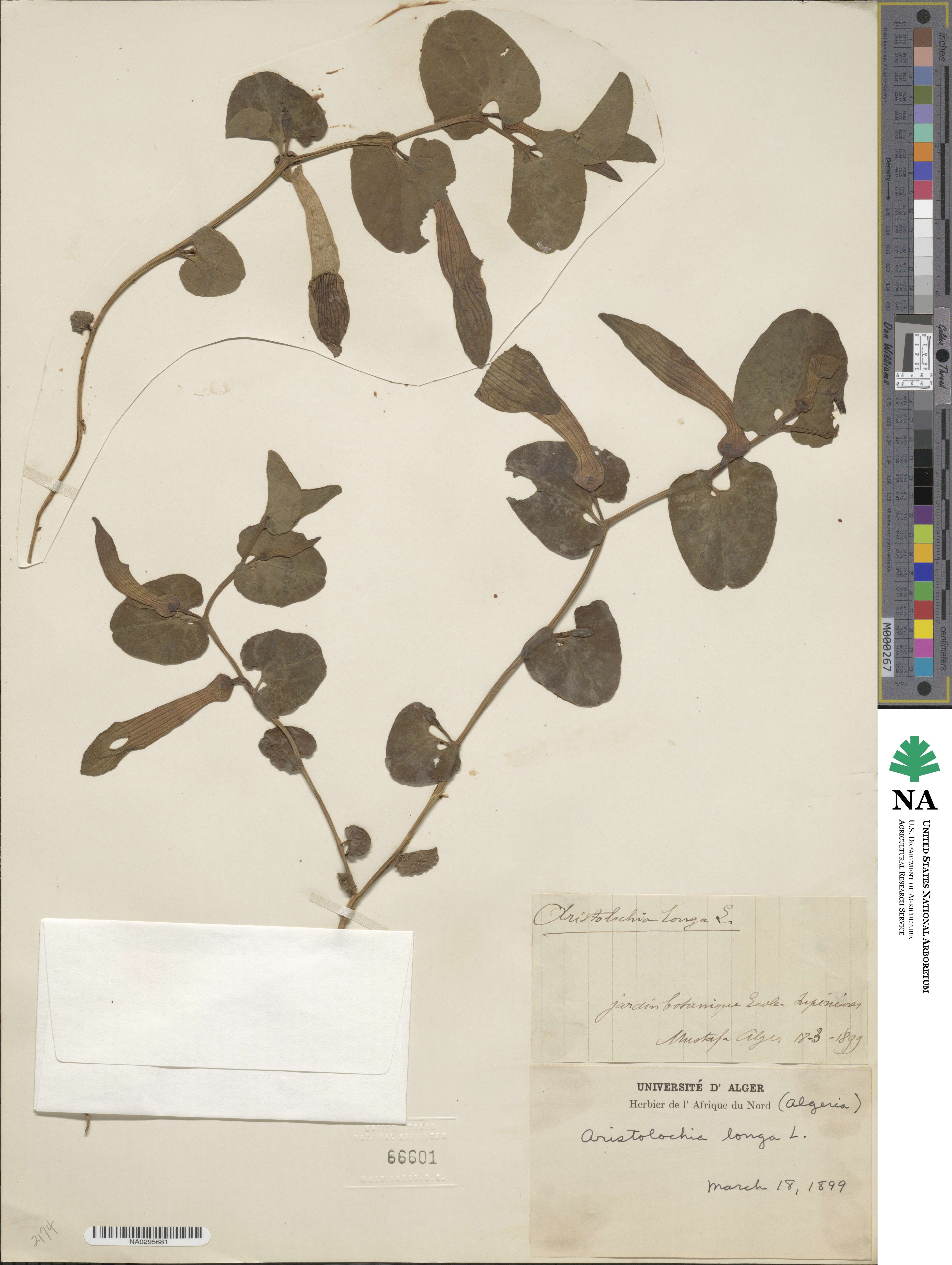 Aristolochia longa image