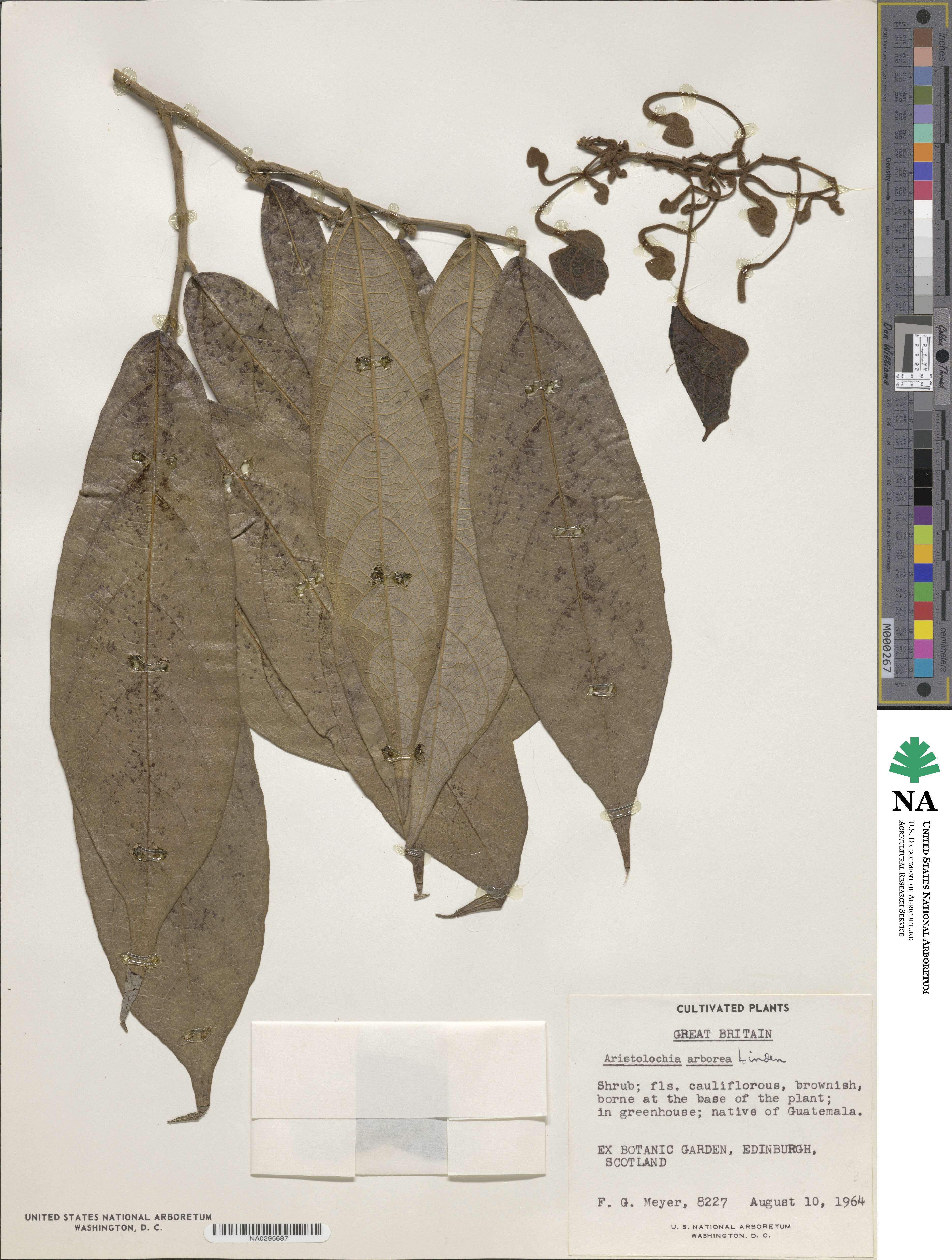Isotrema arborea image