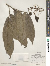 Isotrema arborea image