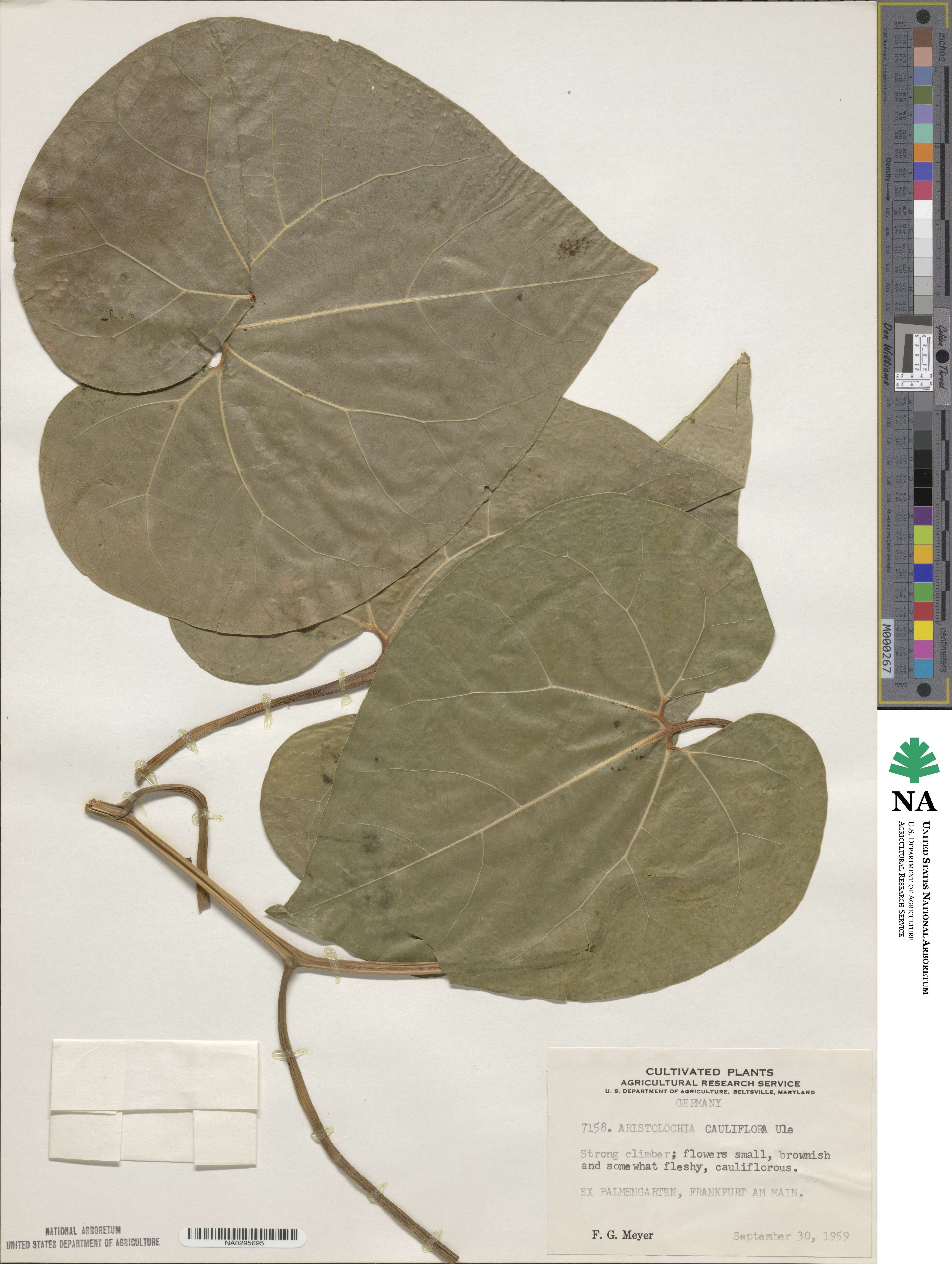 Aristolochia cauliflora image