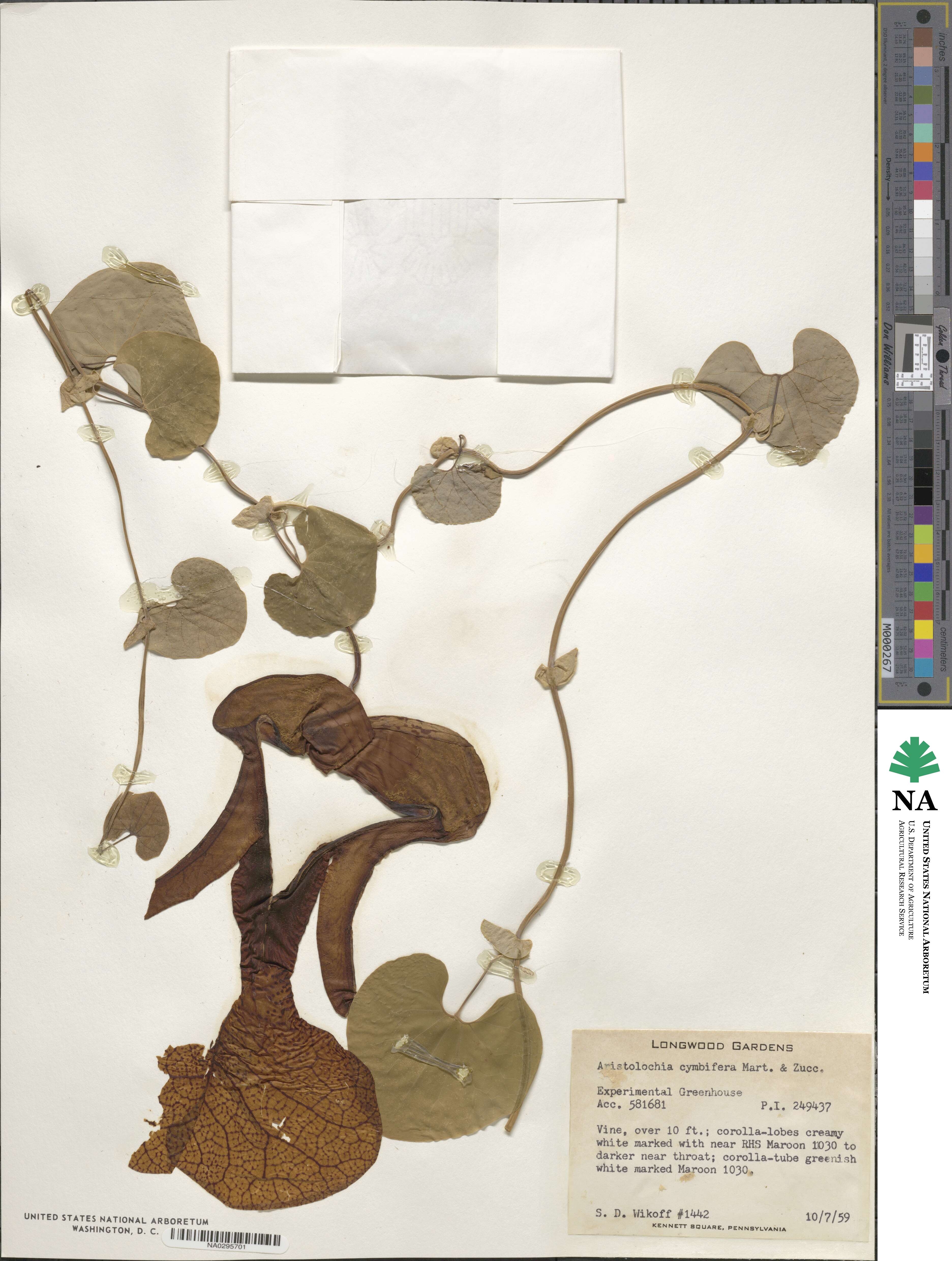 Aristolochia cymbifera image