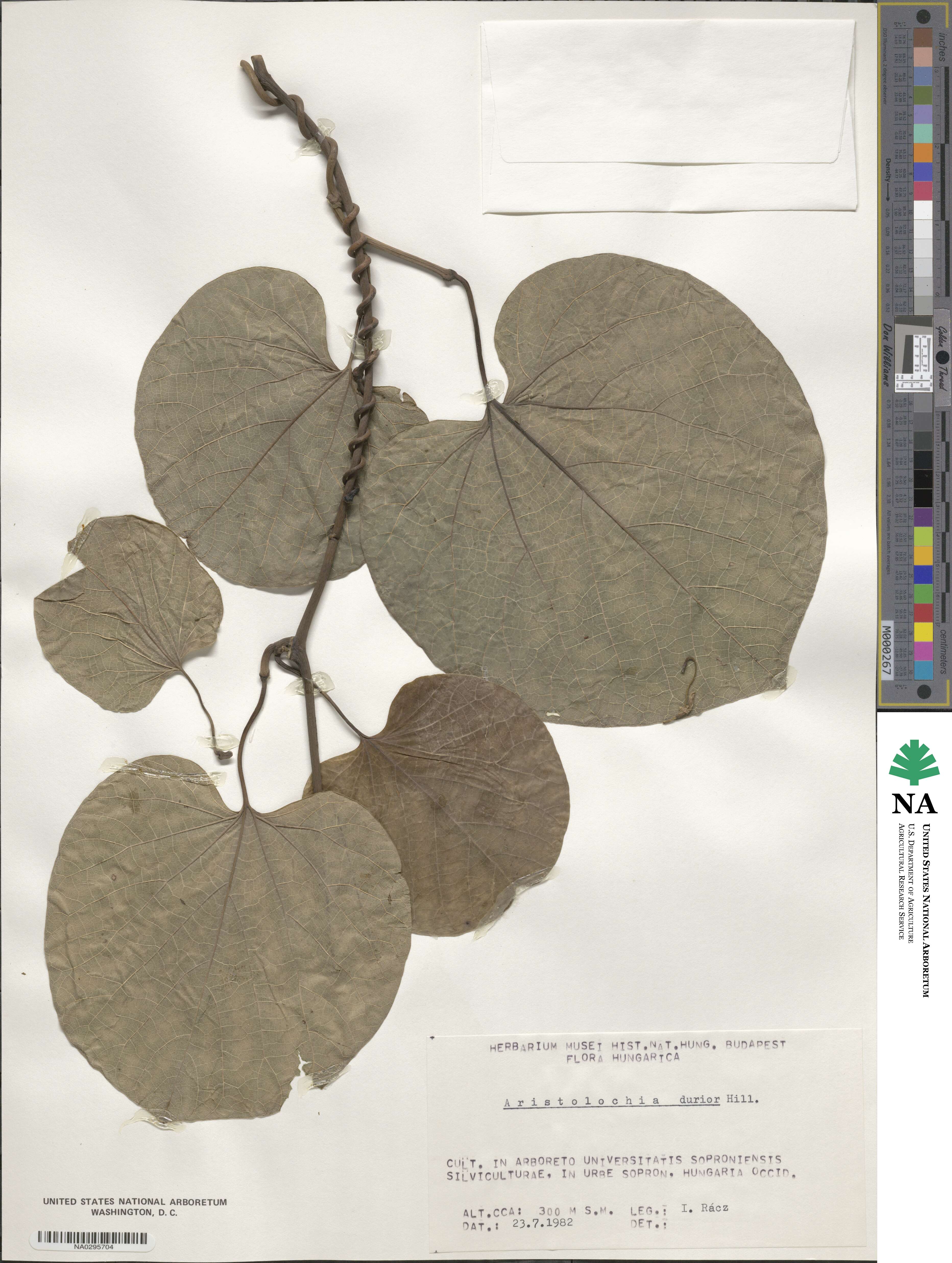 Aristolochia durior image