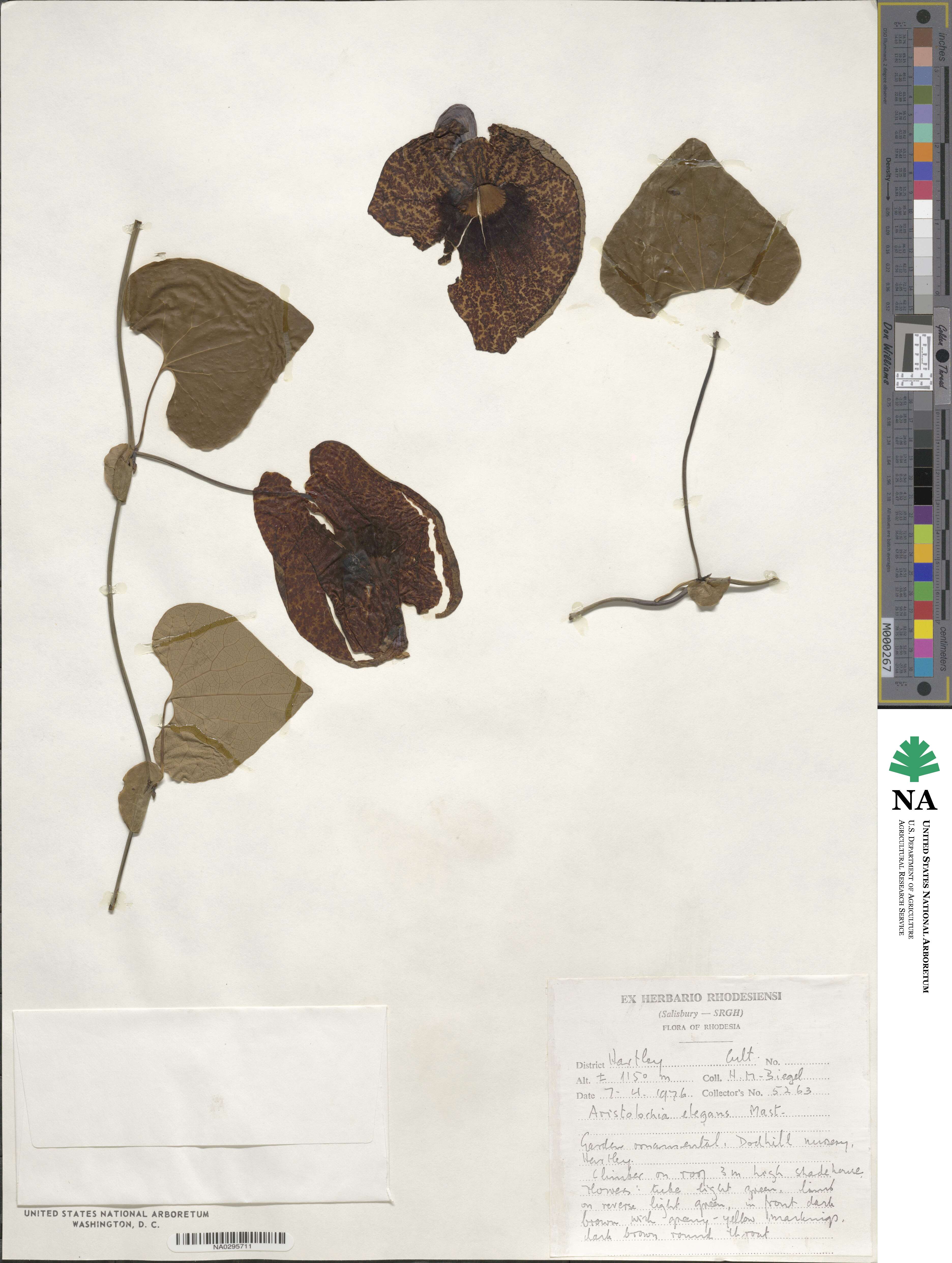 Aristolochia littoralis image