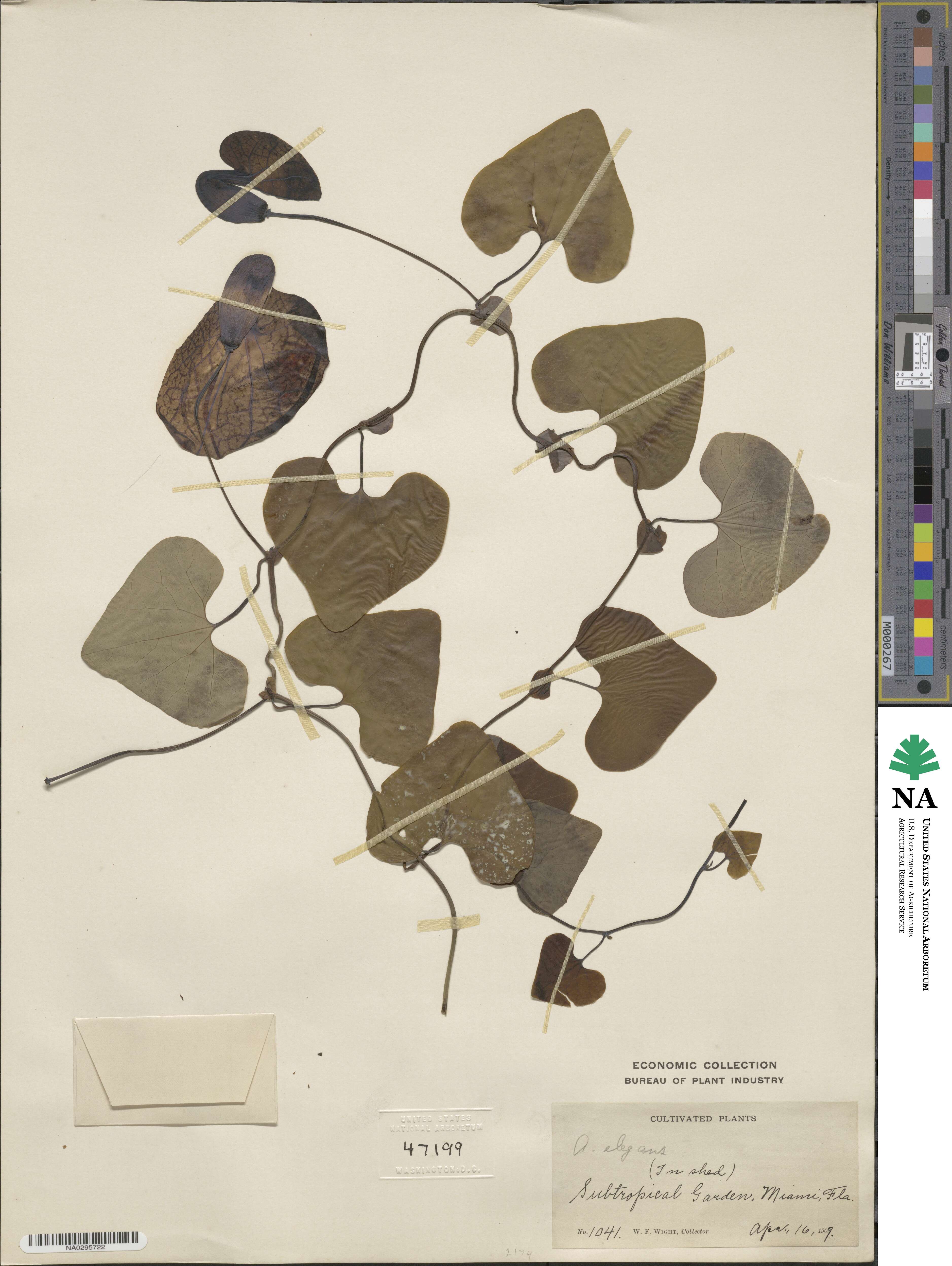Aristolochia littoralis image