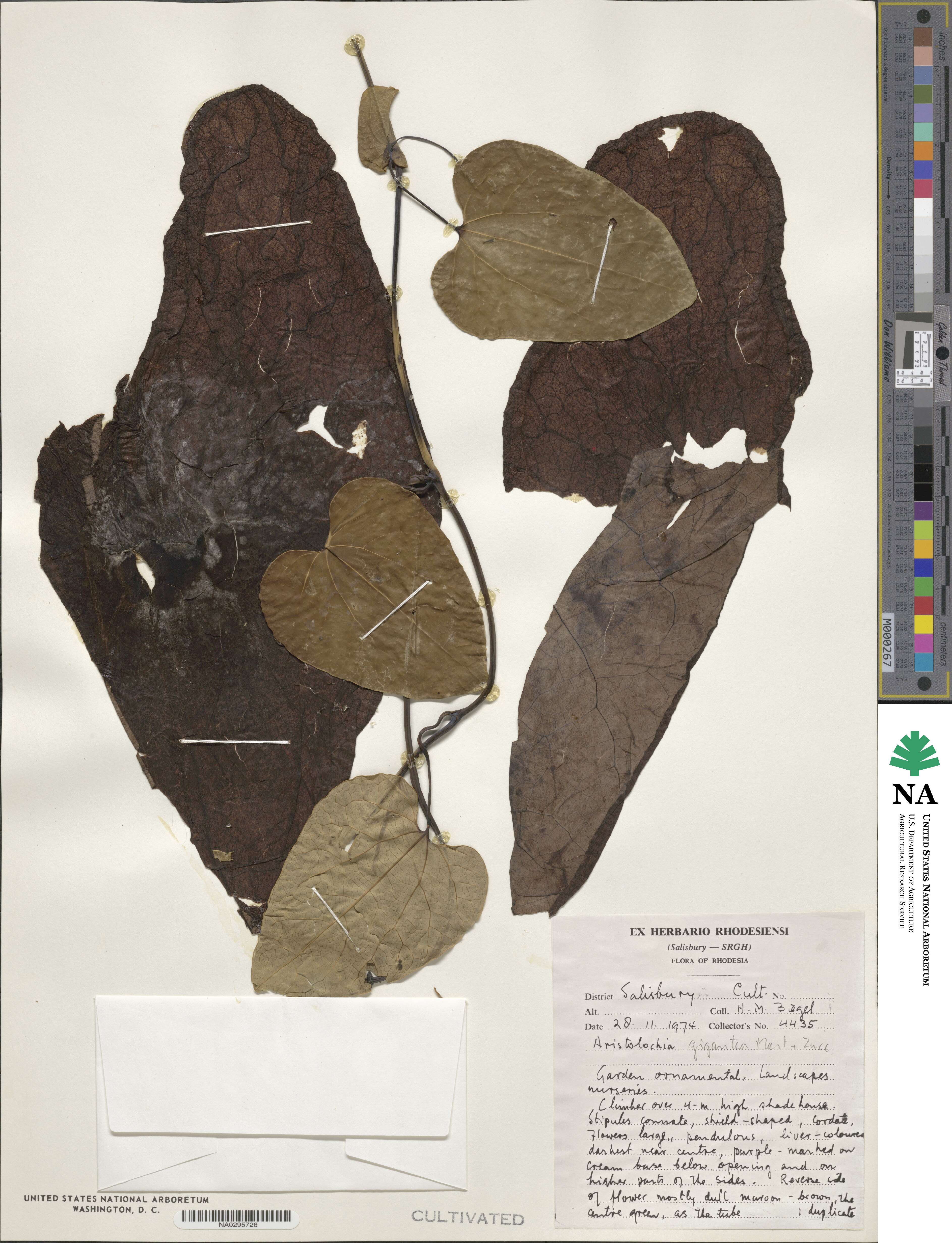 Aristolochia gigantea image