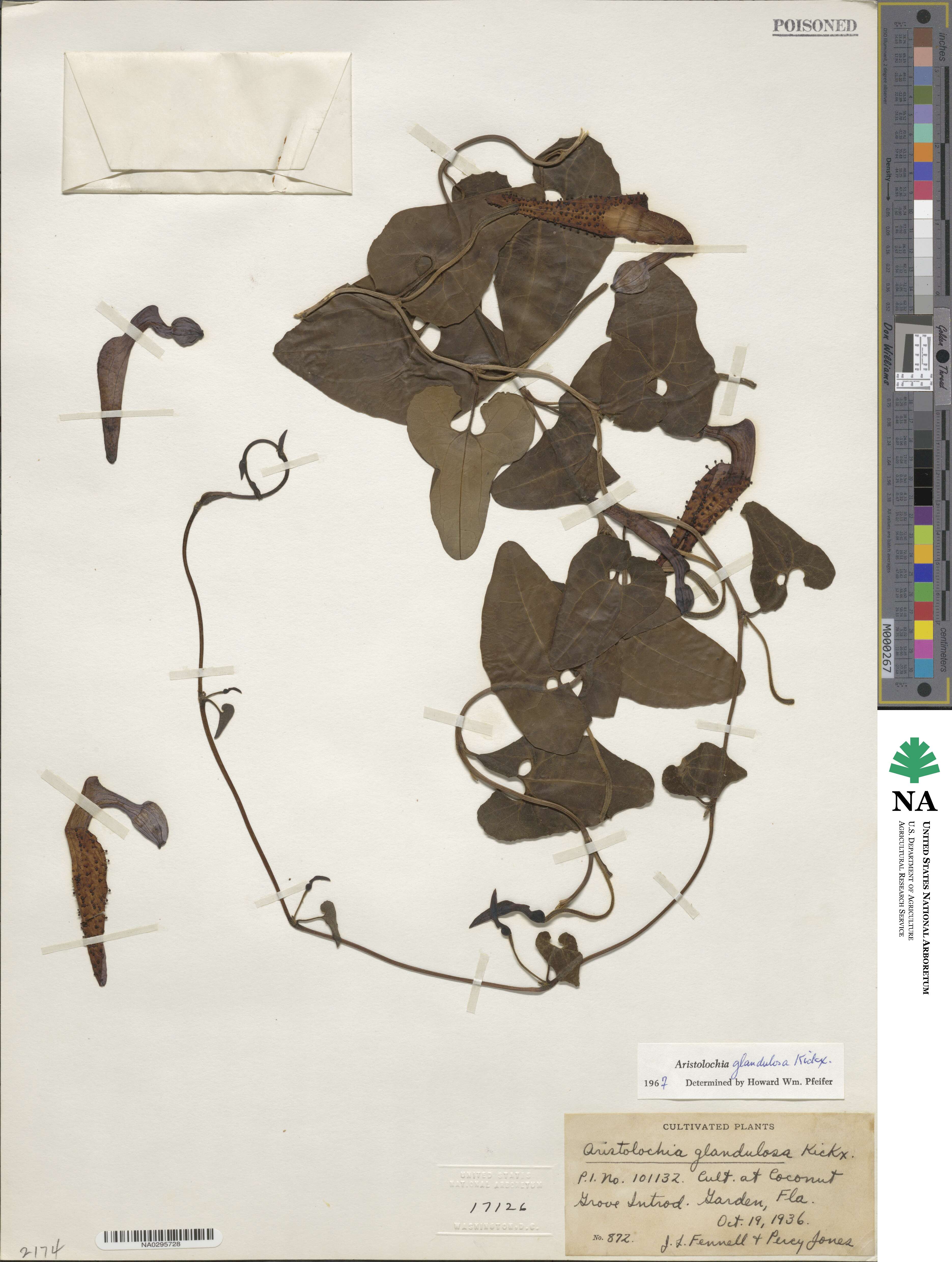 Aristolochia glandulosa image