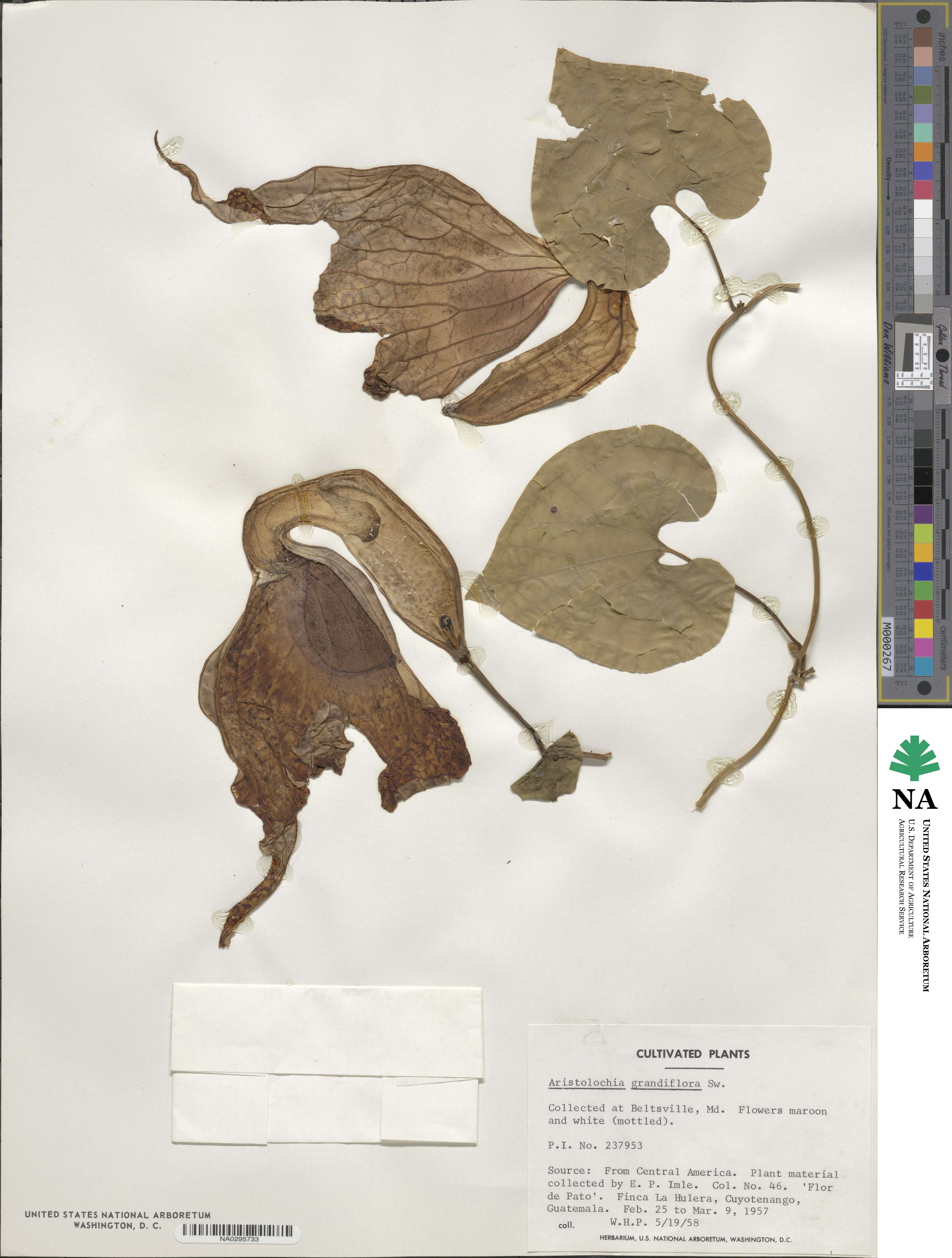 Aristolochia grandiflora image