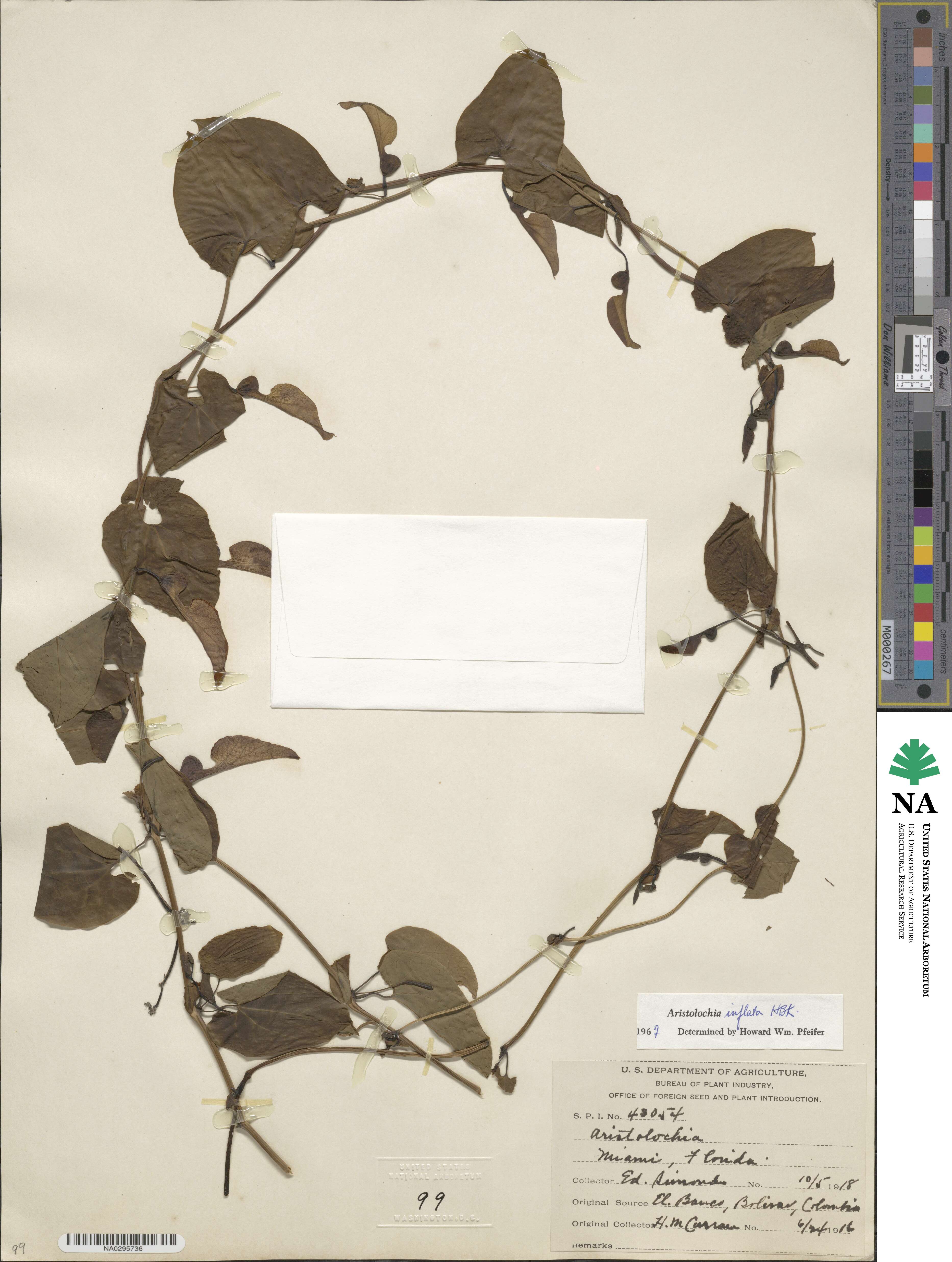 Aristolochia inflata image
