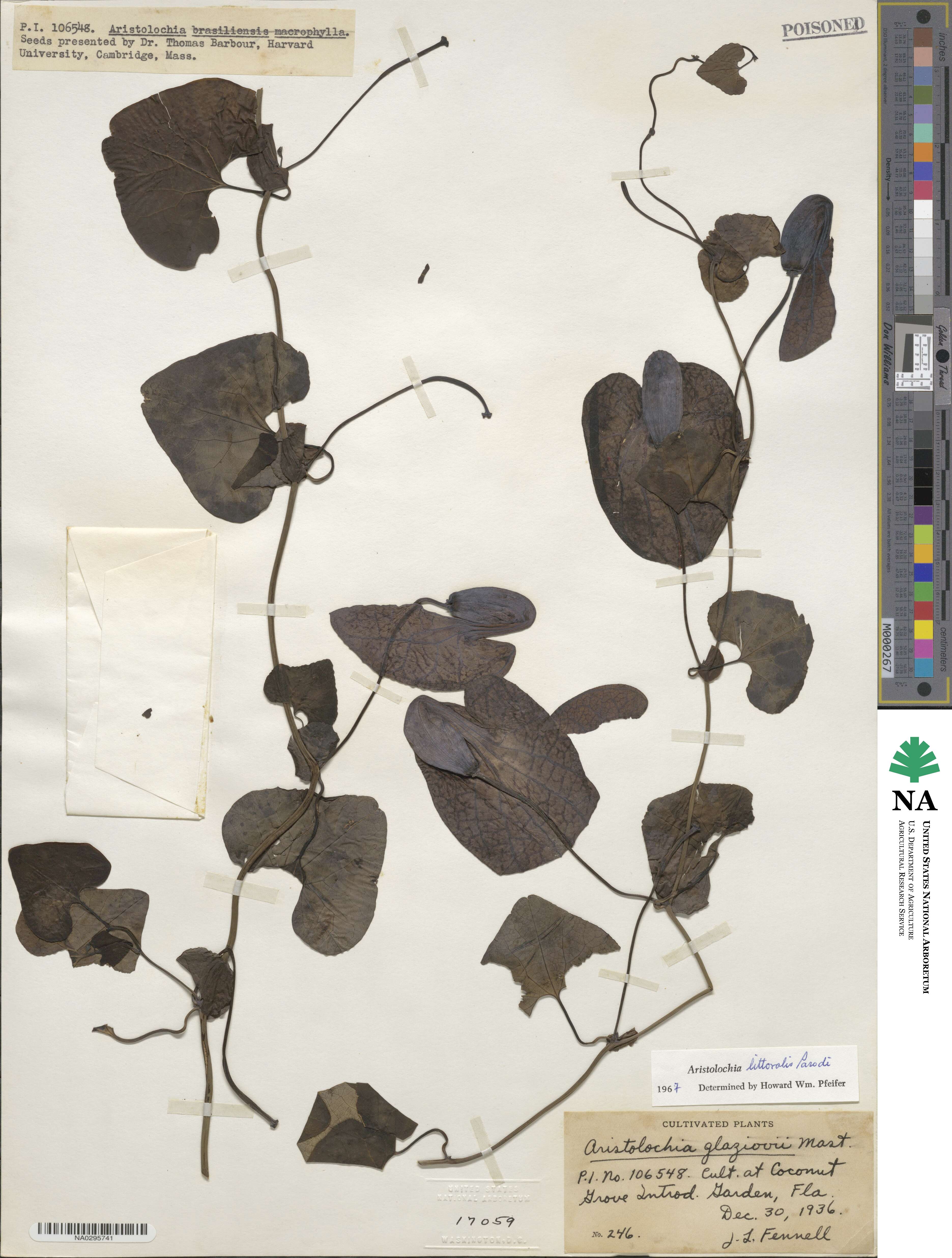 Aristolochia littoralis image