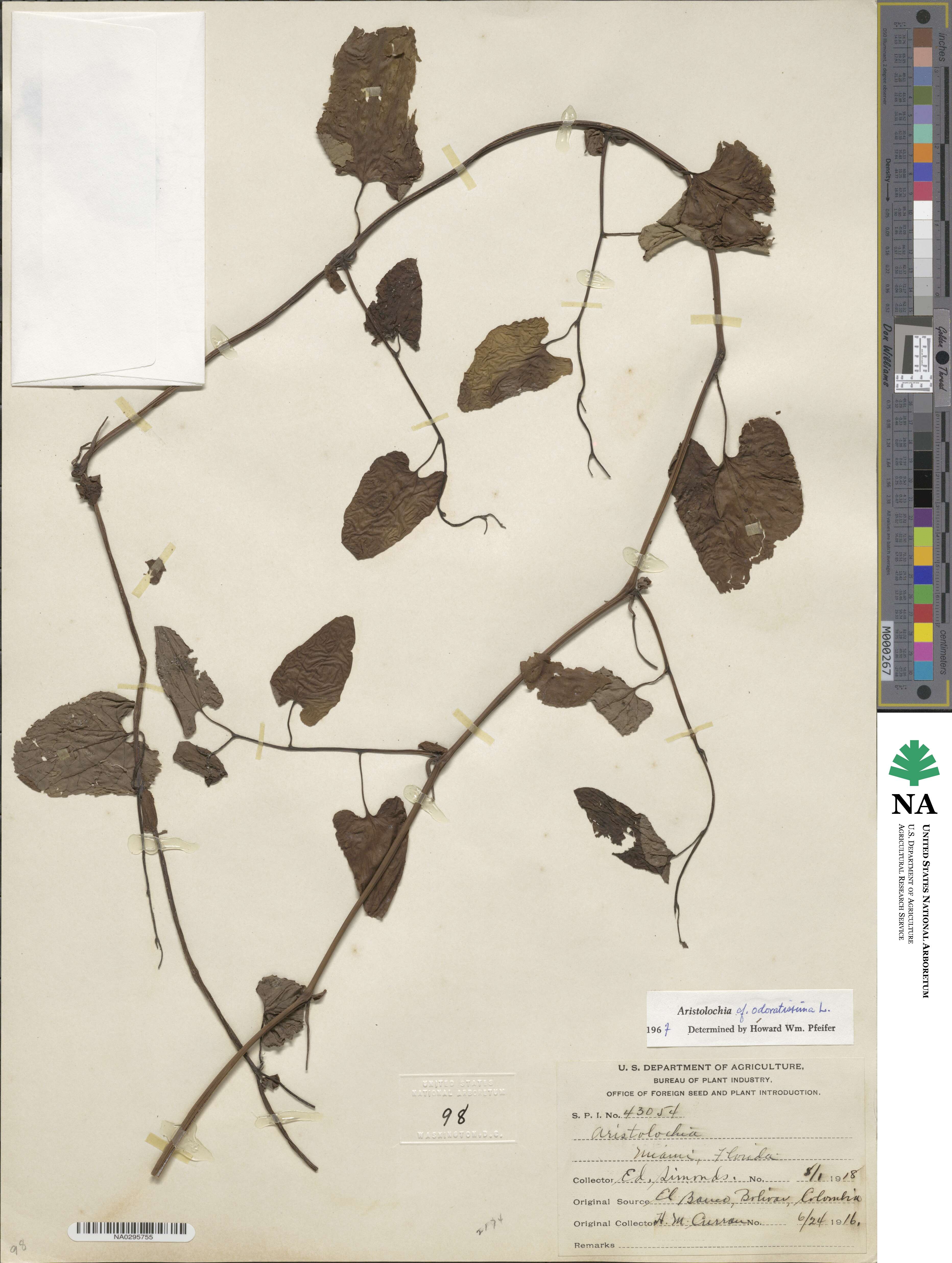 Aristolochia odoratissima image